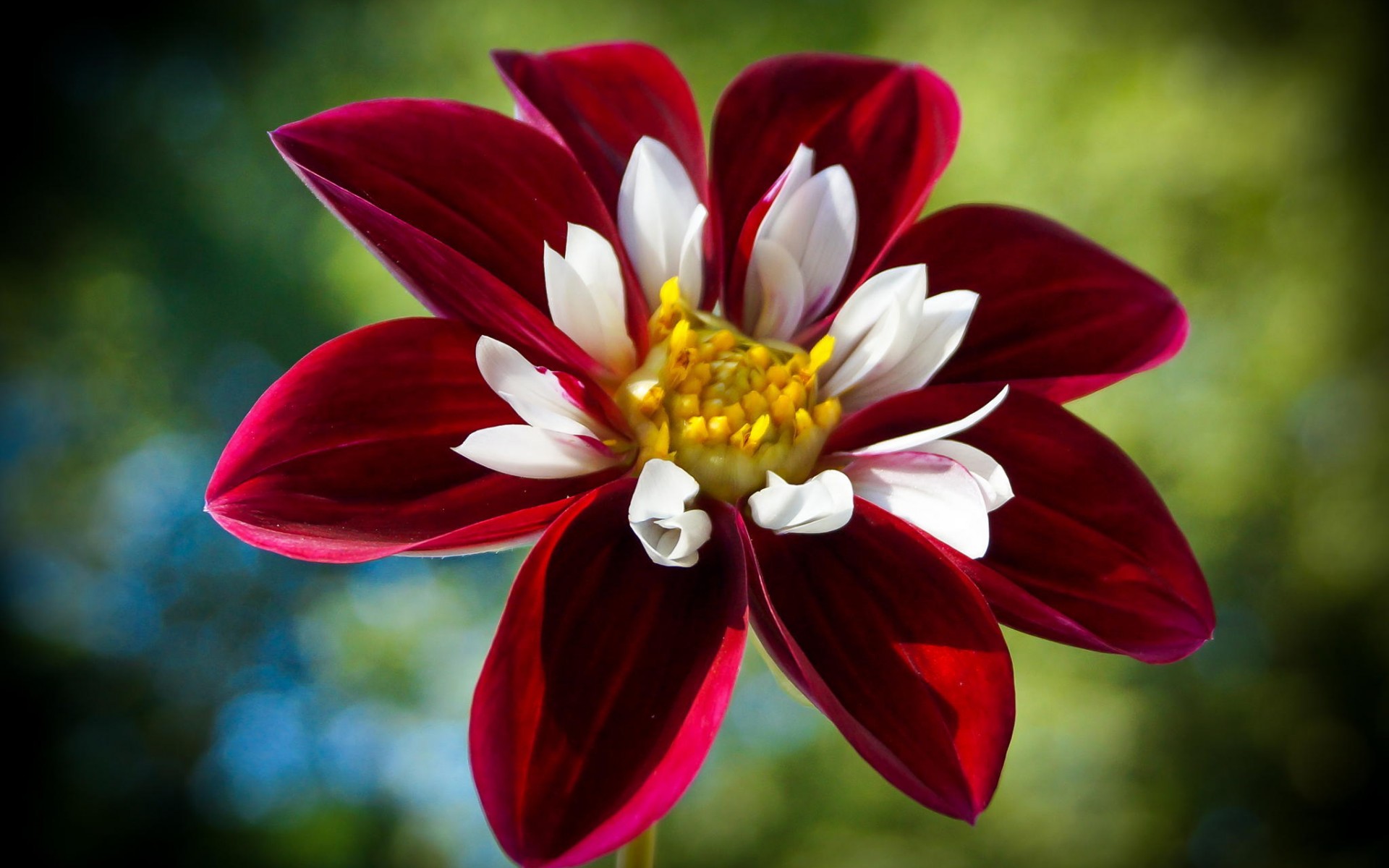 Free download wallpaper Flowers, Flower, Earth, Red Flower on your PC desktop
