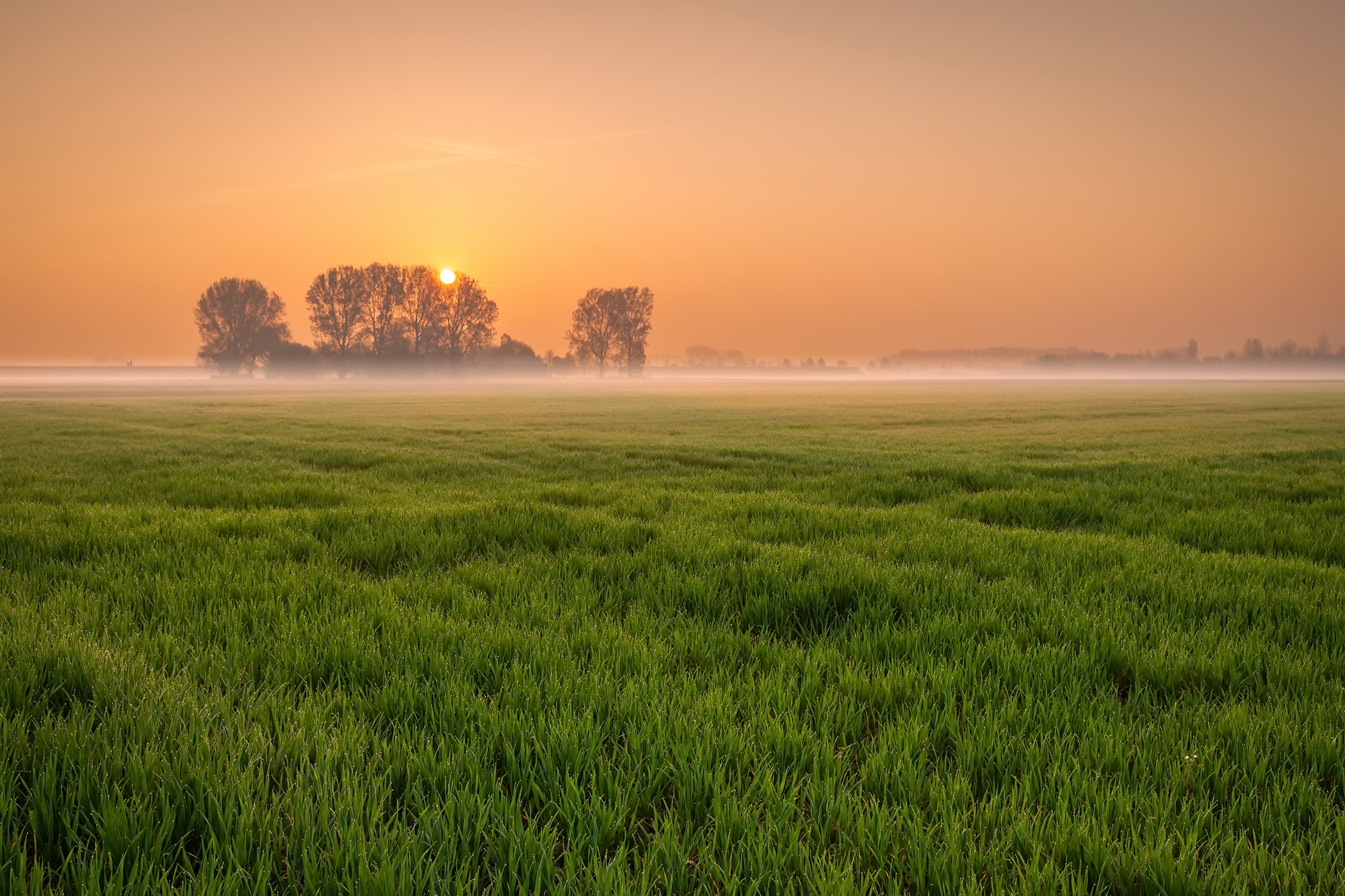 Download mobile wallpaper Sunset, Fog, Earth, Field for free.