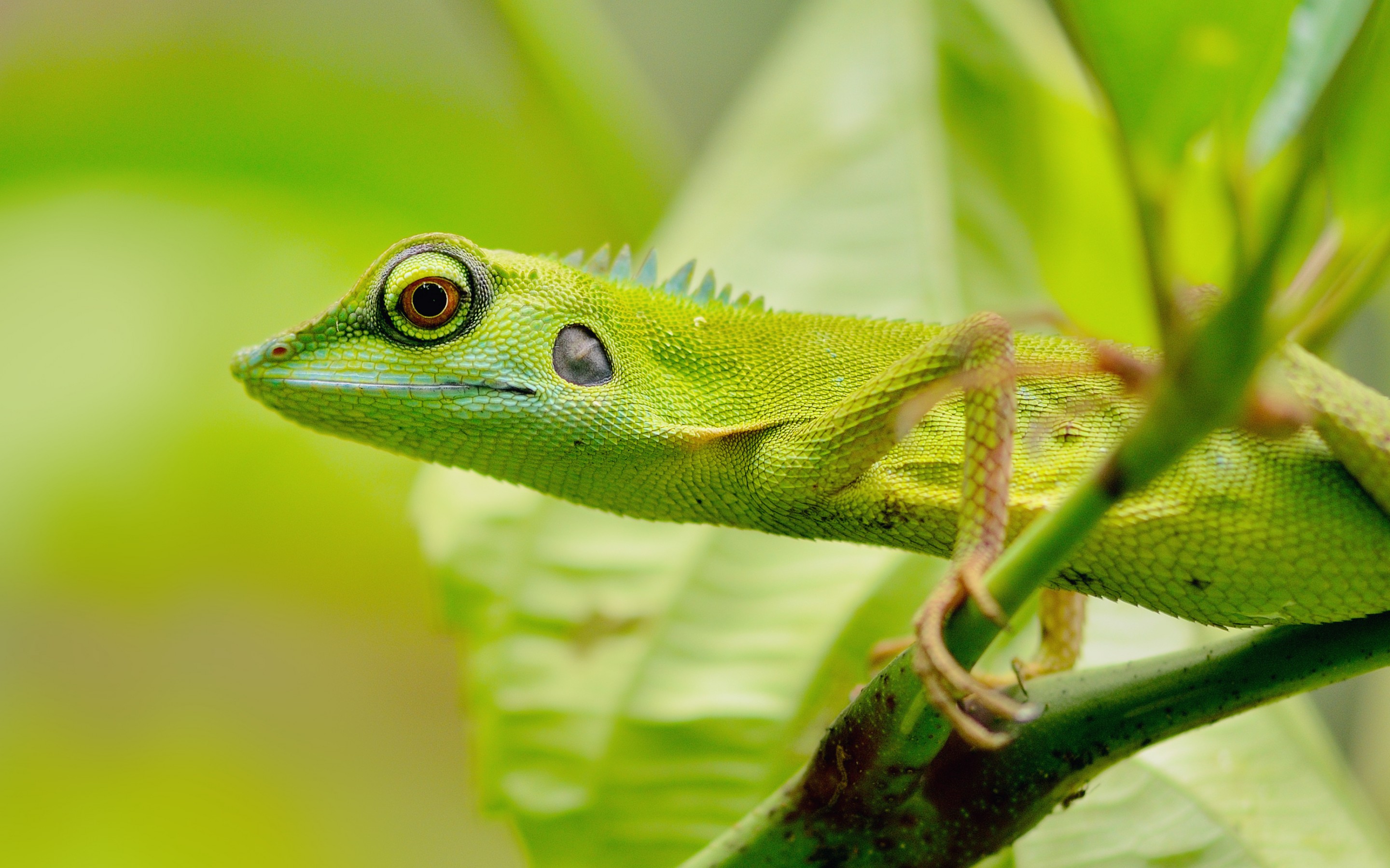 Handy-Wallpaper Eidechse, Reptilien, Tiere kostenlos herunterladen.