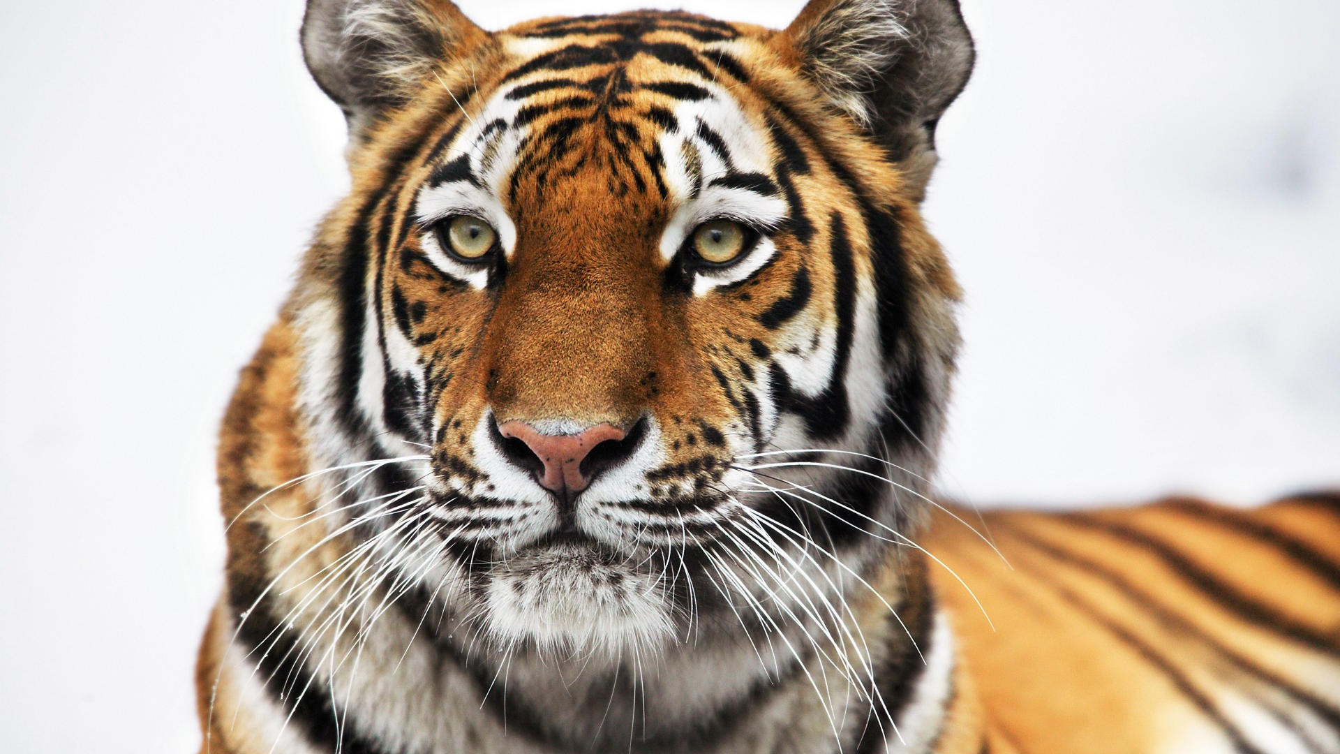 Baixe gratuitamente a imagem Animais, Gatos, Tigre na área de trabalho do seu PC