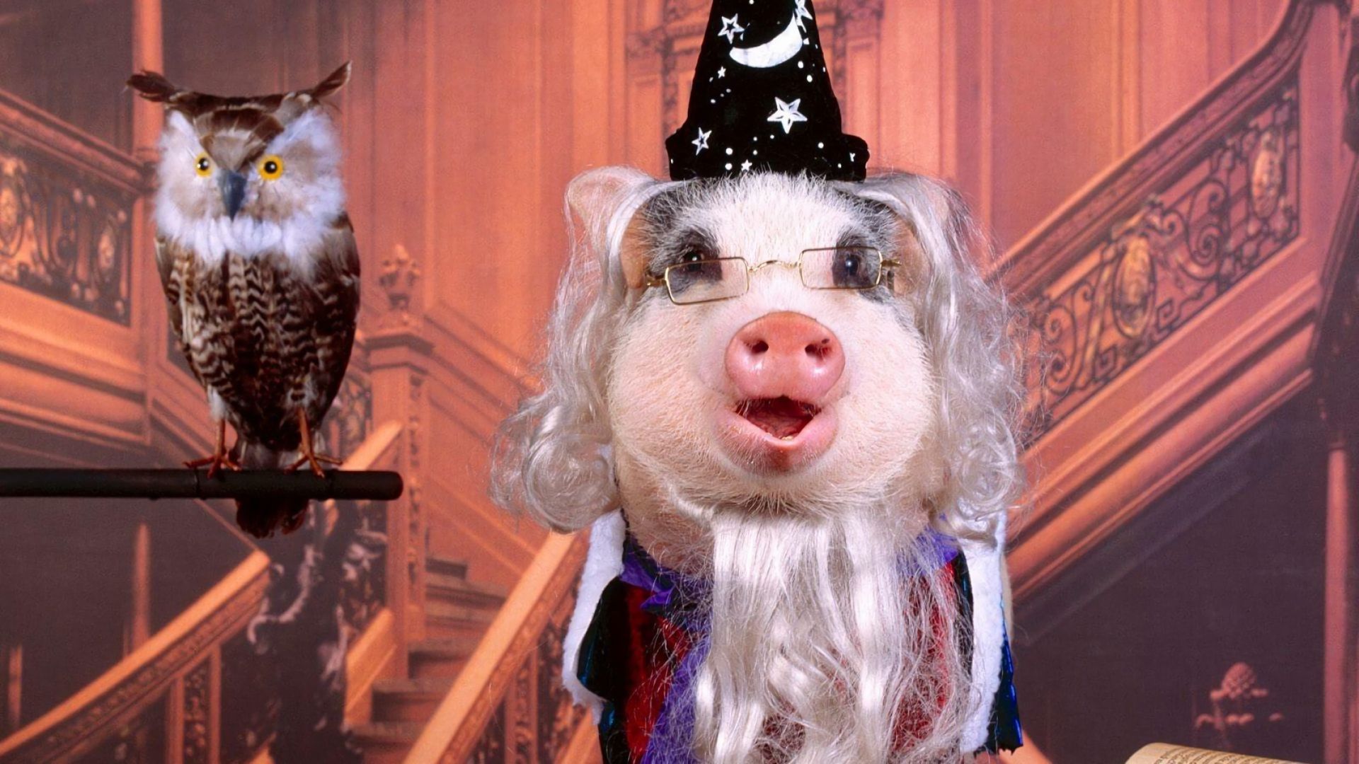 animal, pig, costume HD wallpaper