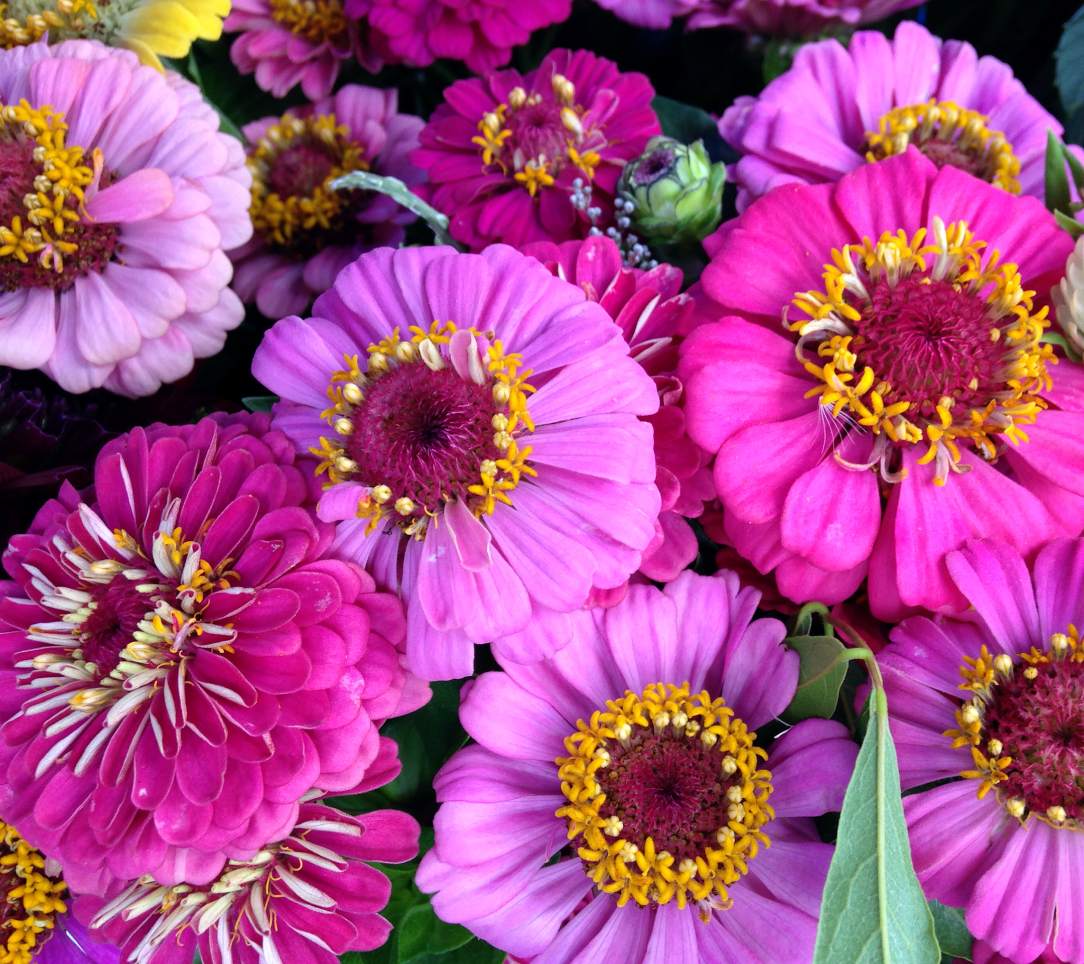 earth, daisy, close up, nature, pink flower, purple flower, zinnia, flowers