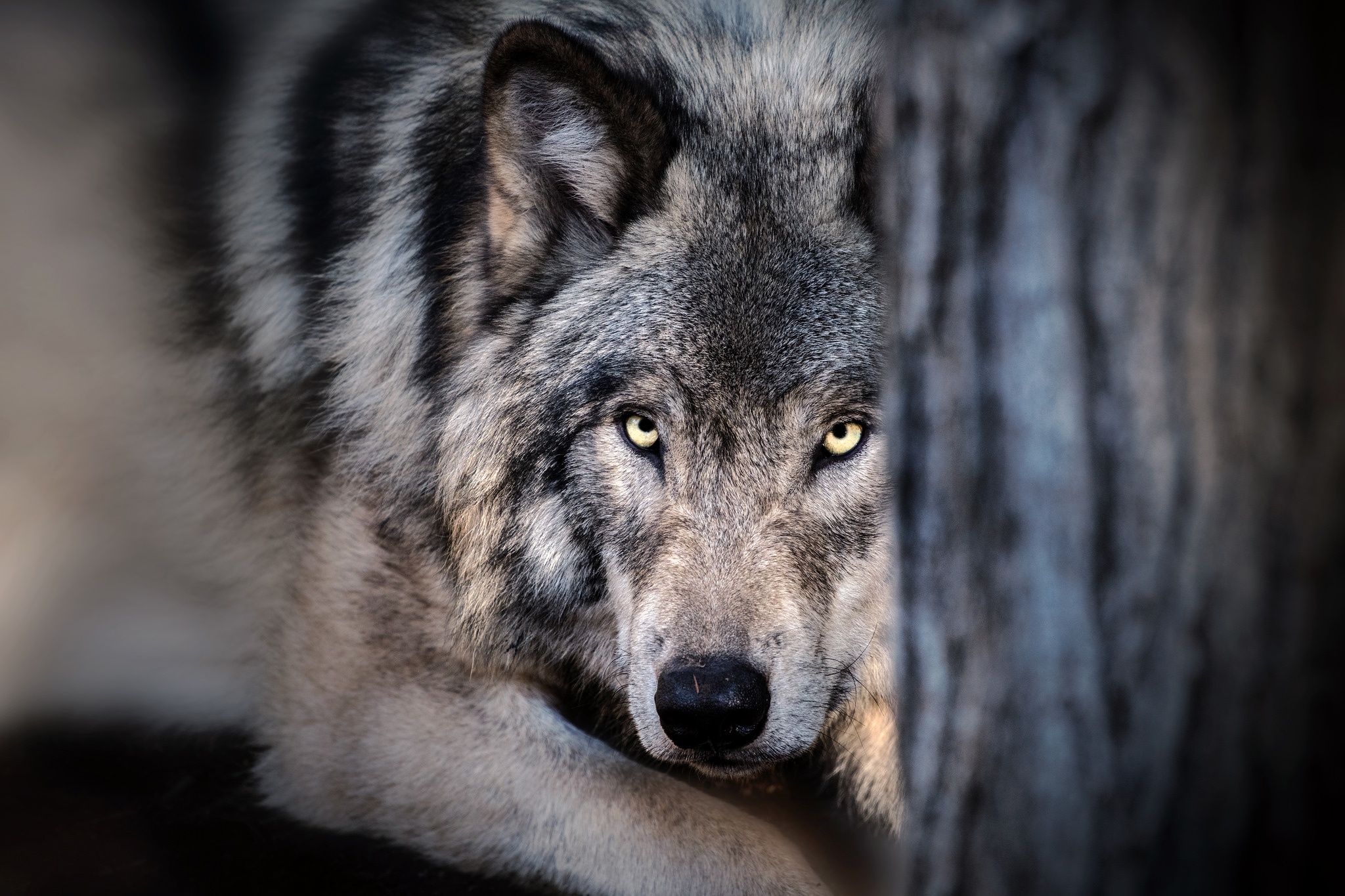 Laden Sie das Tiere, Wolf, Starren, Wolves-Bild kostenlos auf Ihren PC-Desktop herunter