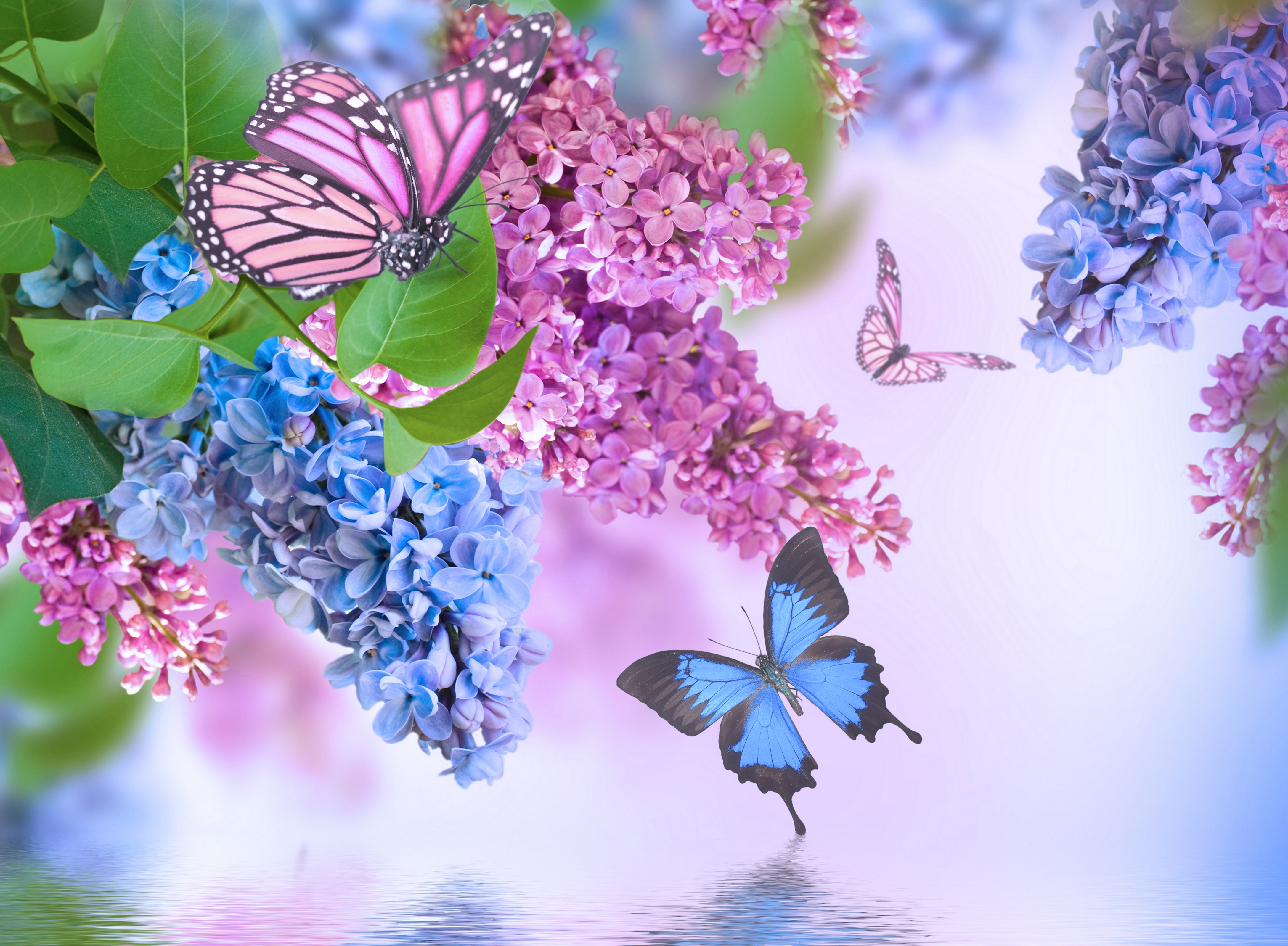 379196 скачать обои сирень, весна, флауэрсы, бабочка, розовый цветок, земля/природа, синий цветок, цветок - заставки и картинки бесплатно