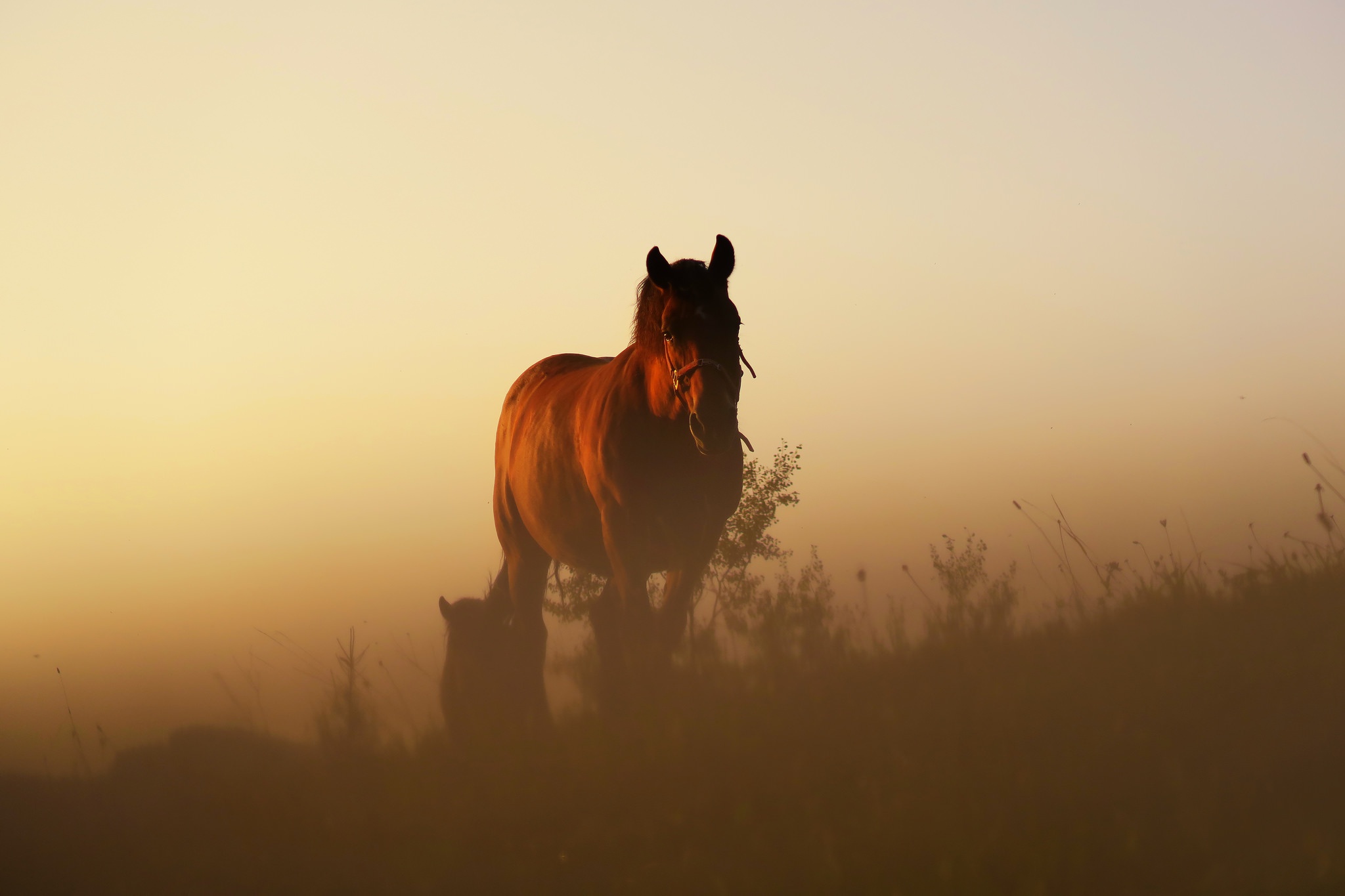 Baixar papel de parede para celular de Animais, Cavalo, Neblina gratuito.