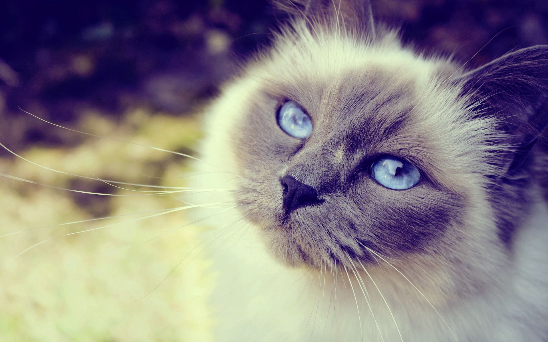無料モバイル壁紙動物, 銃口, 発見, むら, 閉じる, クローズ アップ, 青い目をした, 青い目, ネコ, ふわふわ, ふかふかした, 猫をダウンロードします。