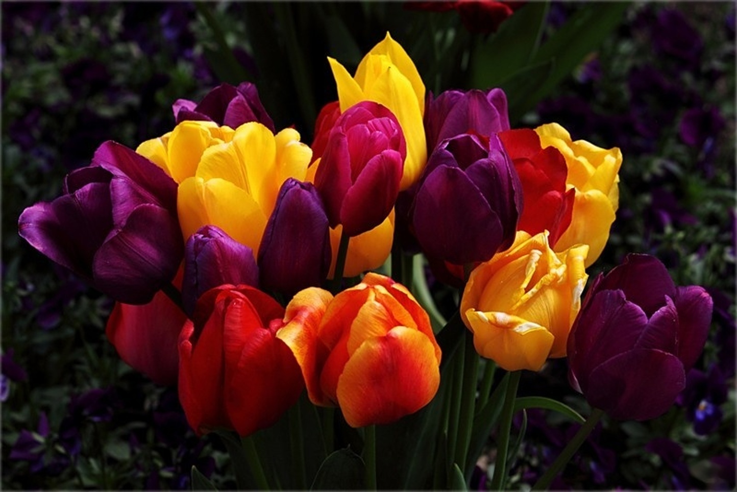 Download mobile wallpaper Flowers, Flower, Earth, Colors, Colorful, Tulip for free.