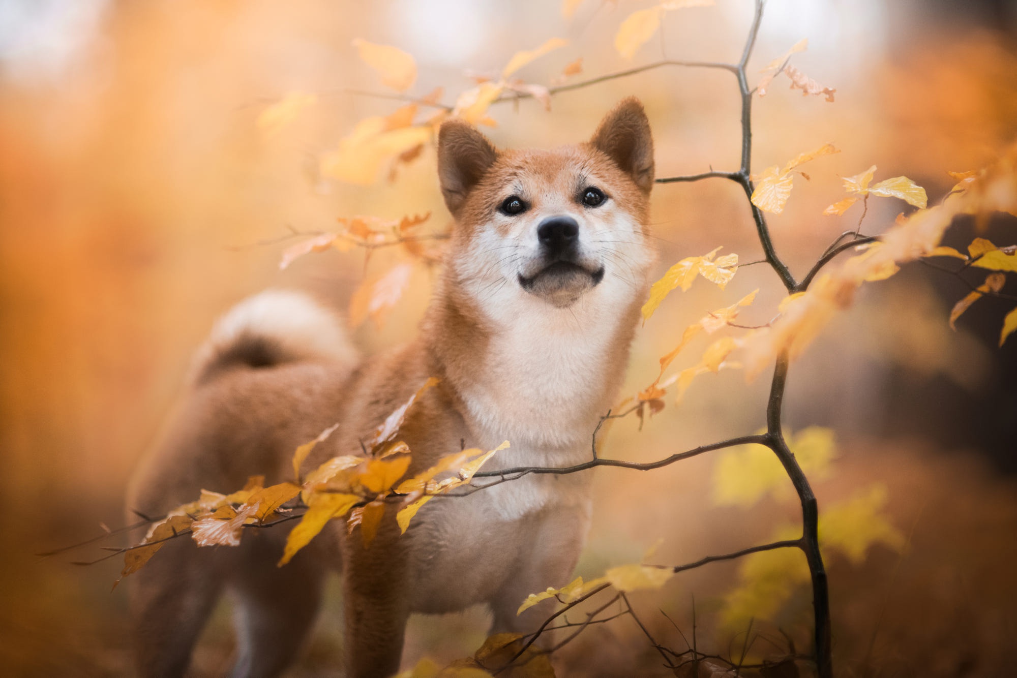 Handy-Wallpaper Tiere, Hunde, Herbst, Hund, Welpen, Shiba Inu, Tierbaby kostenlos herunterladen.
