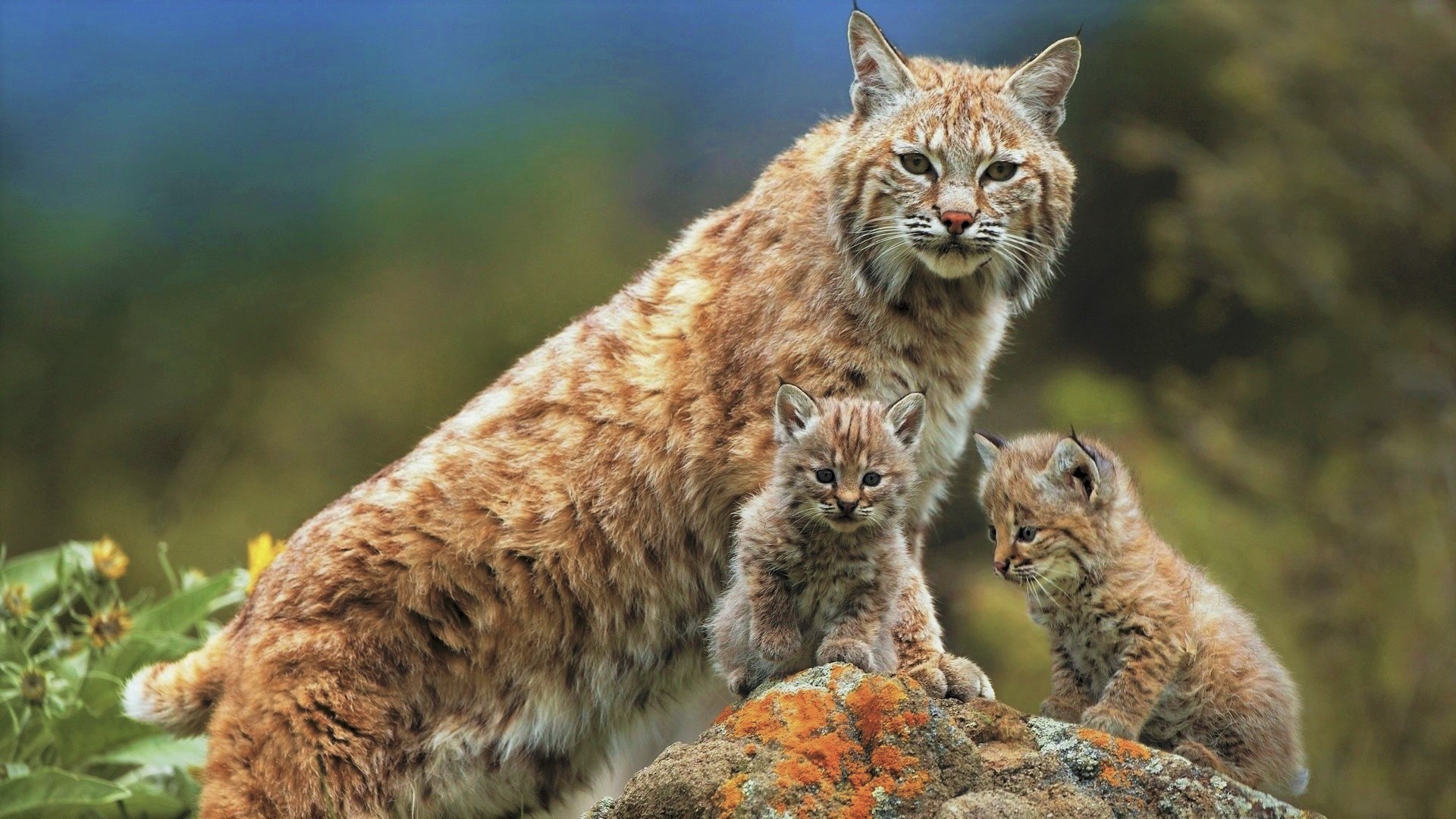 Téléchargez des papiers peints mobile Animaux, Chats, Lynx, Lionceau, Bébé Animal gratuitement.