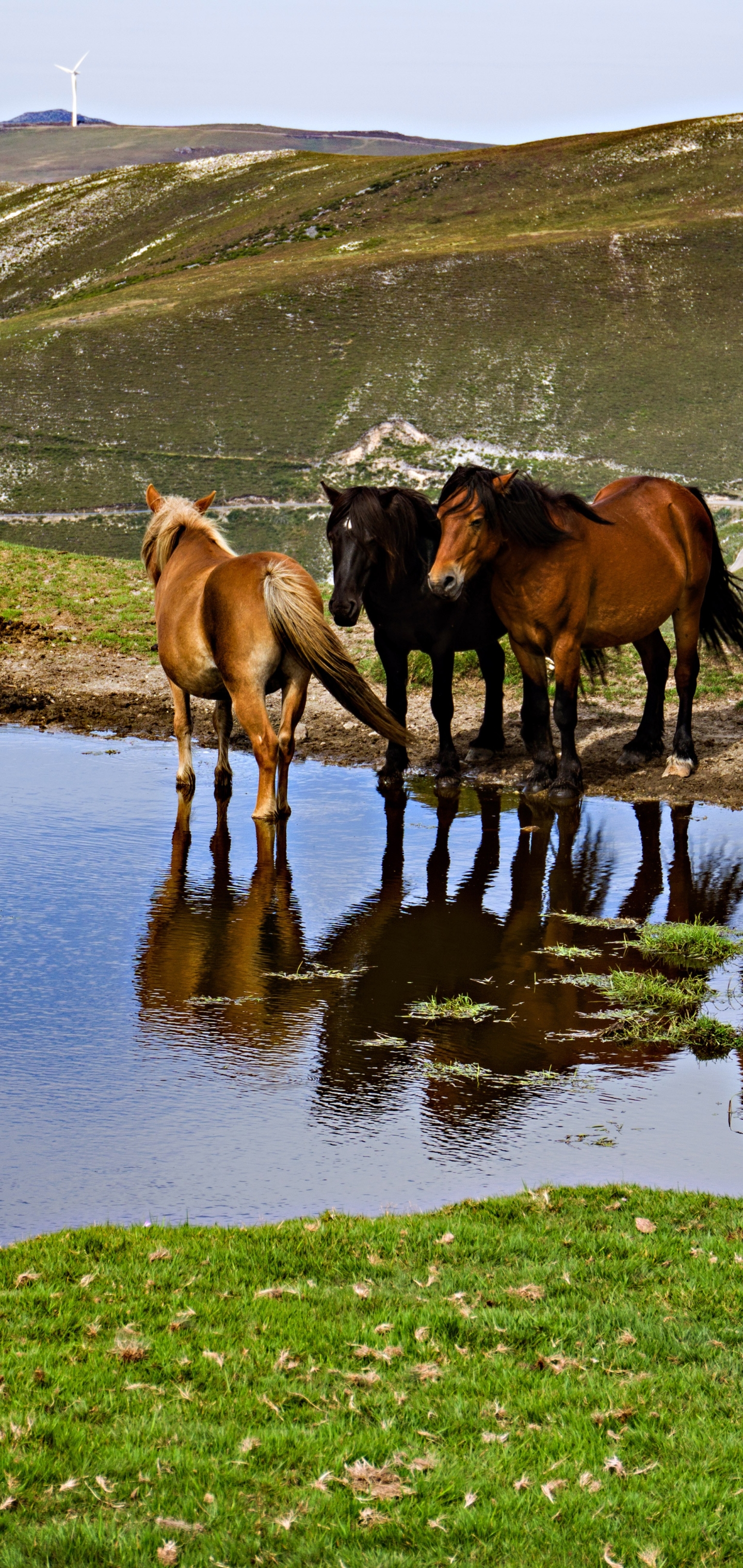 Descarga gratuita de fondo de pantalla para móvil de Animales, Caballo.