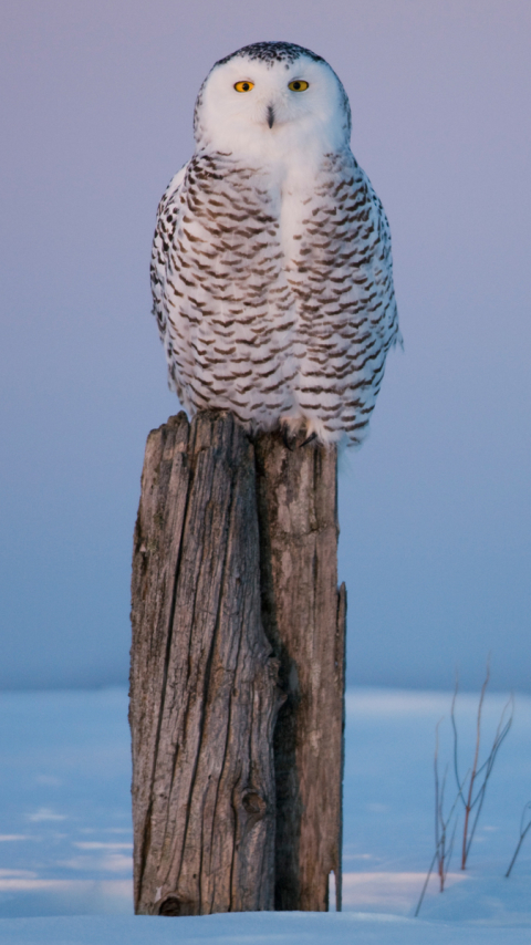 Handy-Wallpaper Tiere, Vögel, Schnee Eule kostenlos herunterladen.