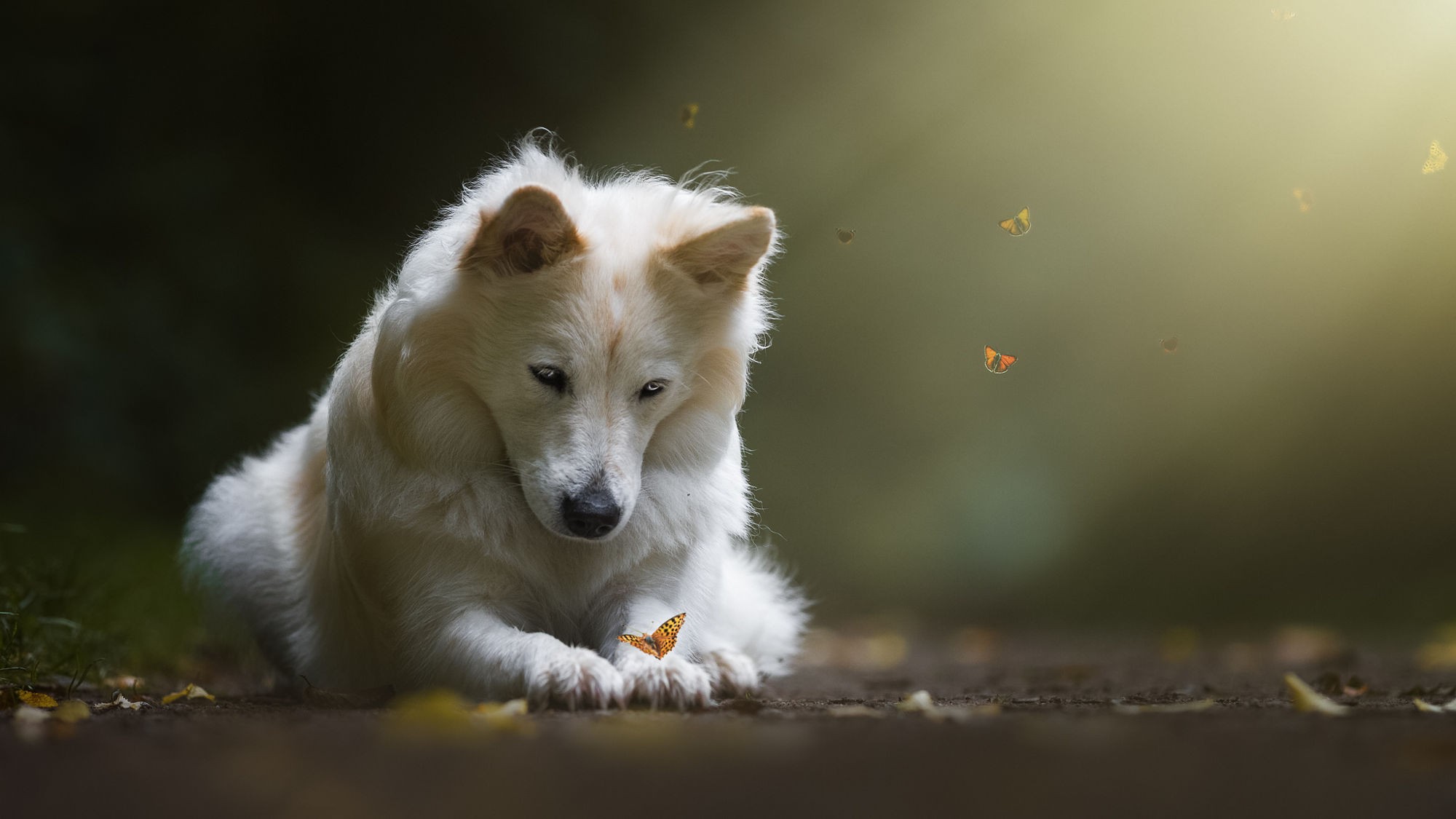 Free download wallpaper Dogs, Dog, Muzzle, Butterfly, Animal on your PC desktop
