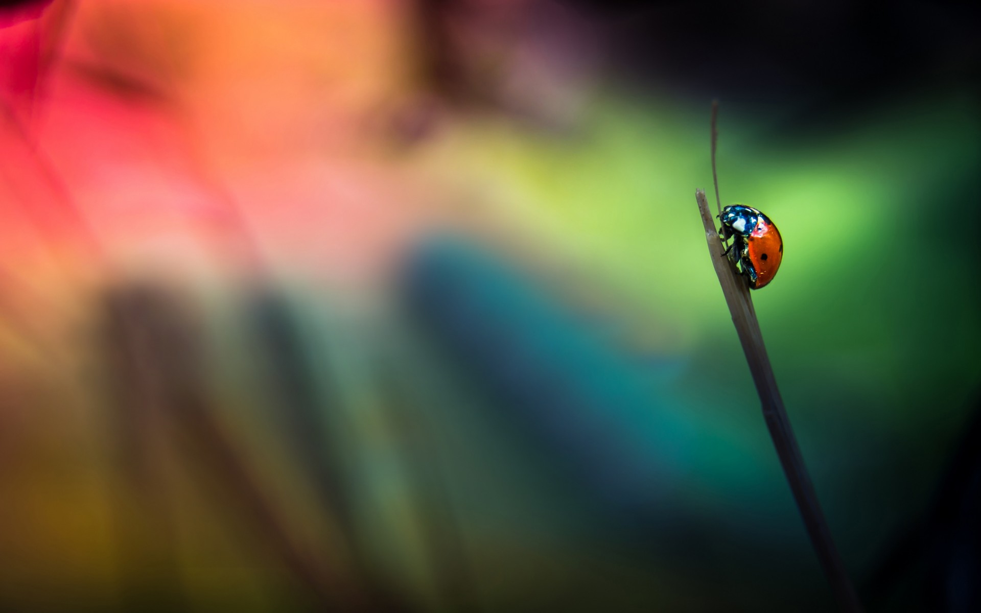 Free download wallpaper Blur, Insect, Animal, Ladybug on your PC desktop