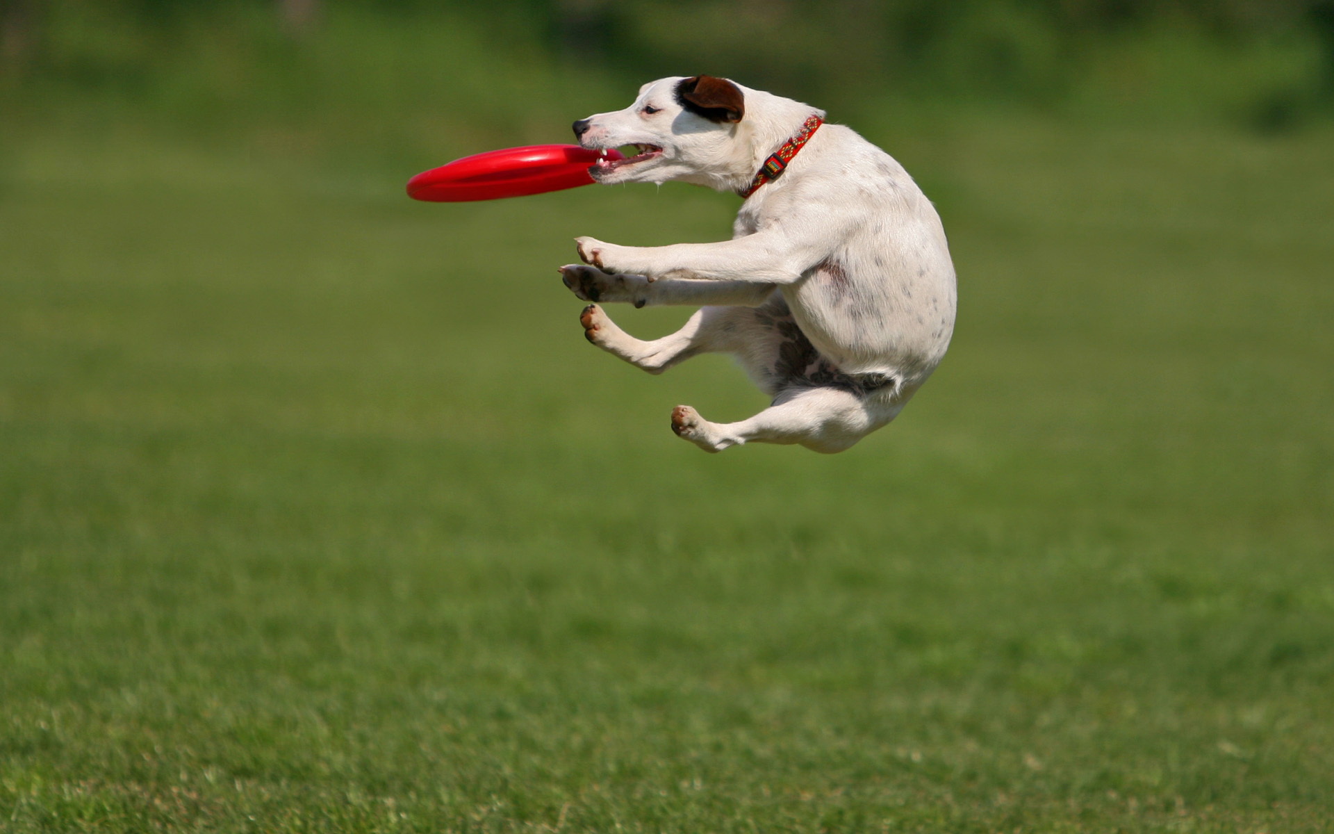 Téléchargez des papiers peints mobile Animaux, Chiens, Chien gratuitement.