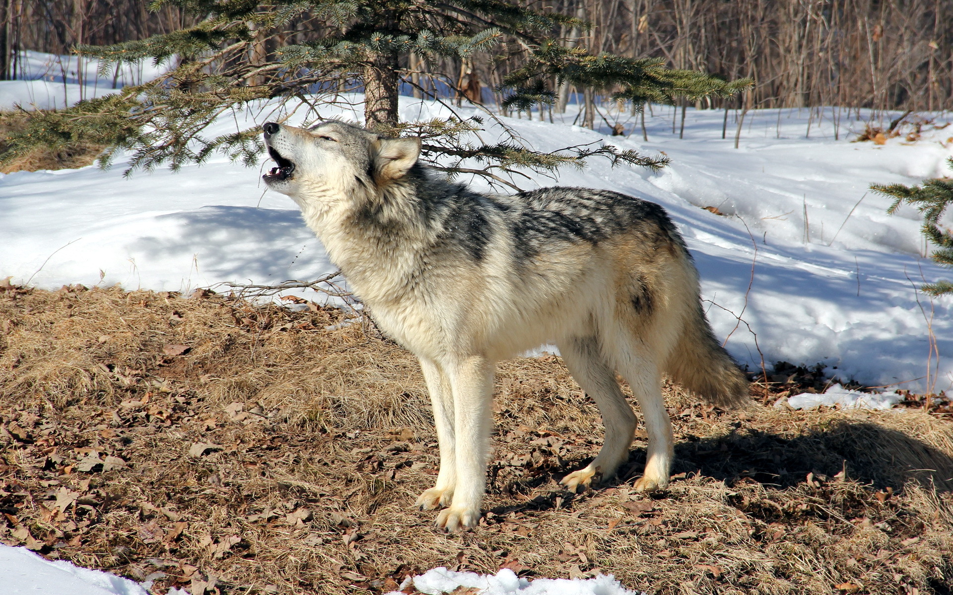 Baixar papel de parede para celular de Animais, Lobos, Lobo gratuito.