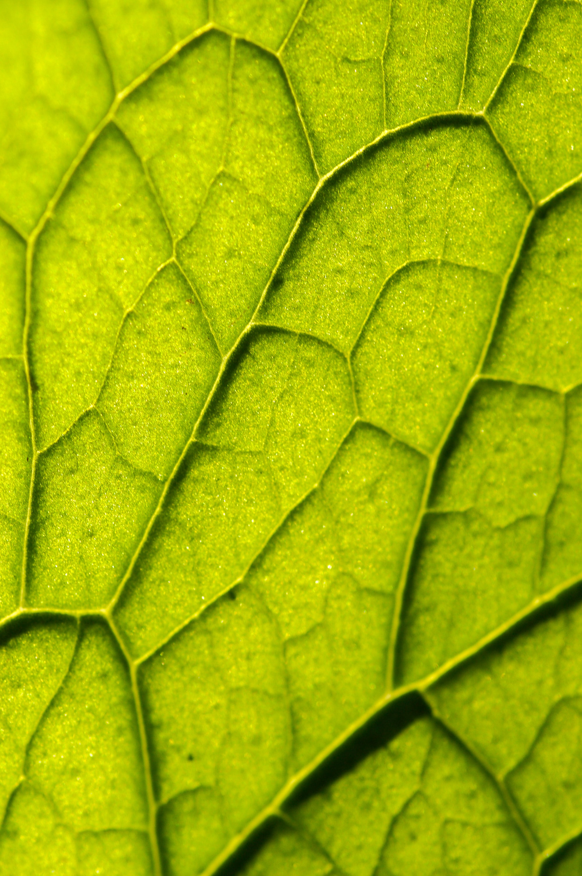 Lock Screen PC Wallpaper green, plant, macro, leaflet, veins