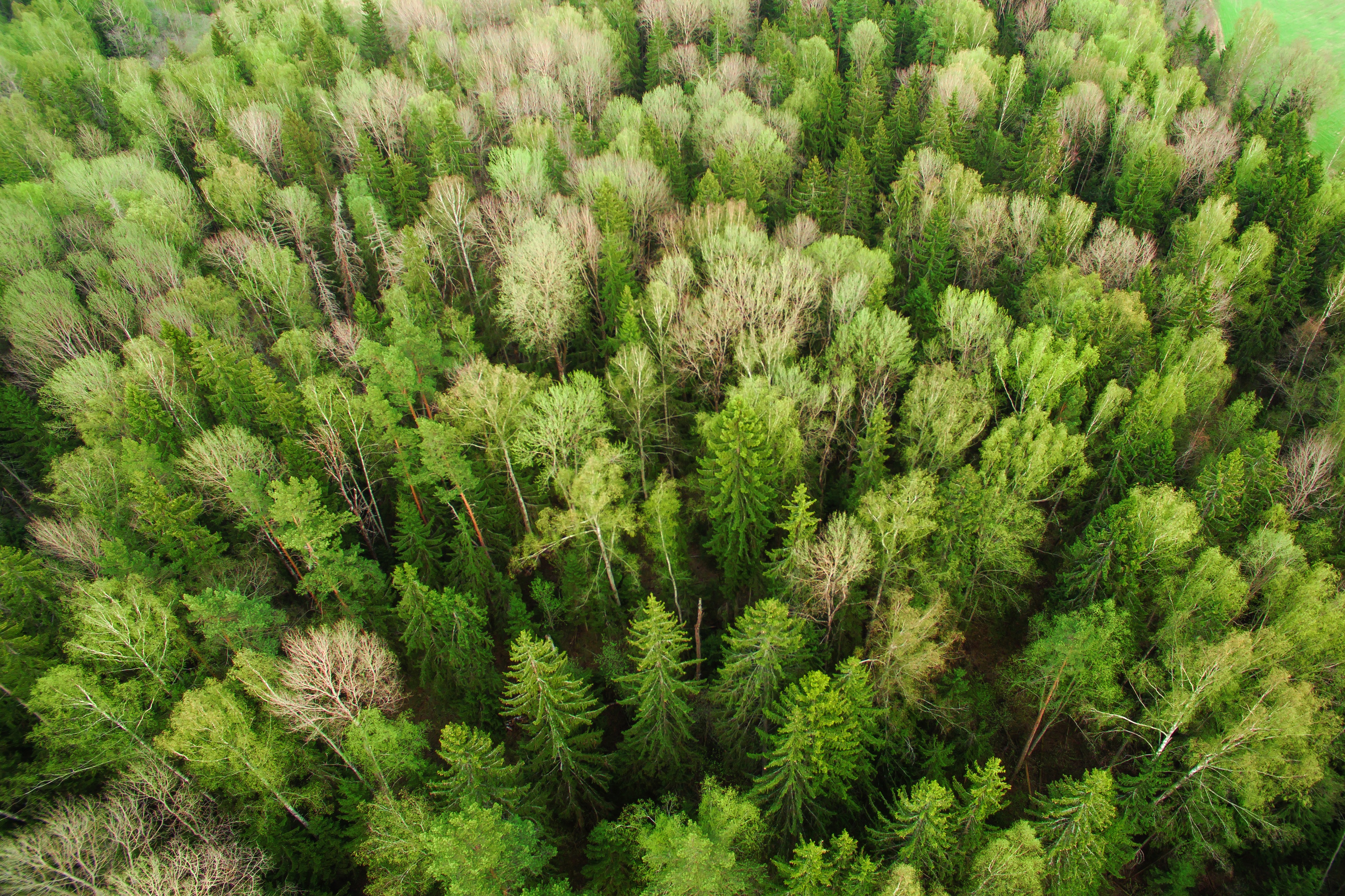 Baixe gratuitamente a imagem Floresta, Vegetação, Terra/natureza, Aéreo na área de trabalho do seu PC