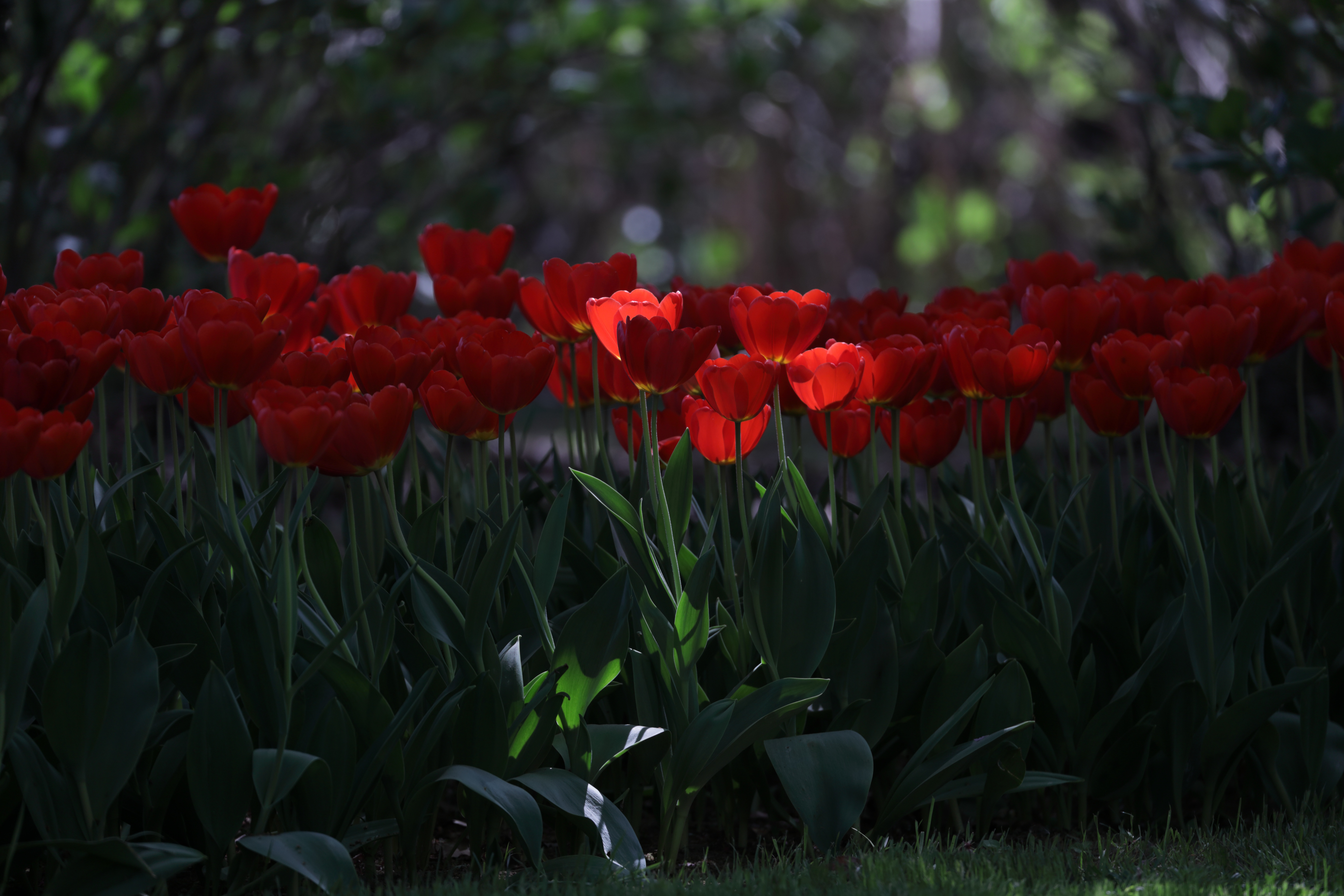 Free download wallpaper Nature, Flowers, Flower, Earth, Tulip, Red Flower on your PC desktop