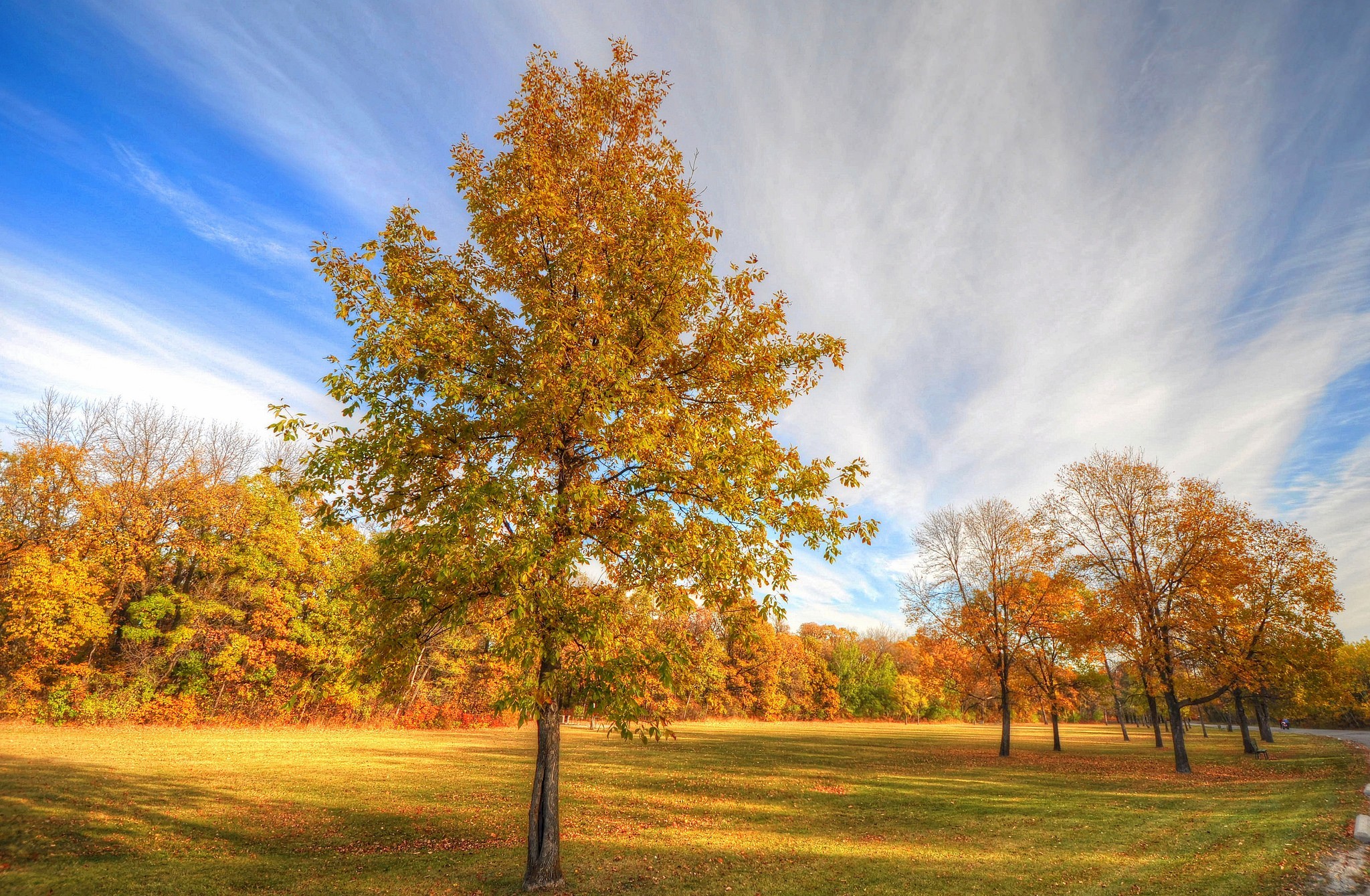 Download mobile wallpaper Tree, Leaf, Fall, Earth, Sunshine for free.