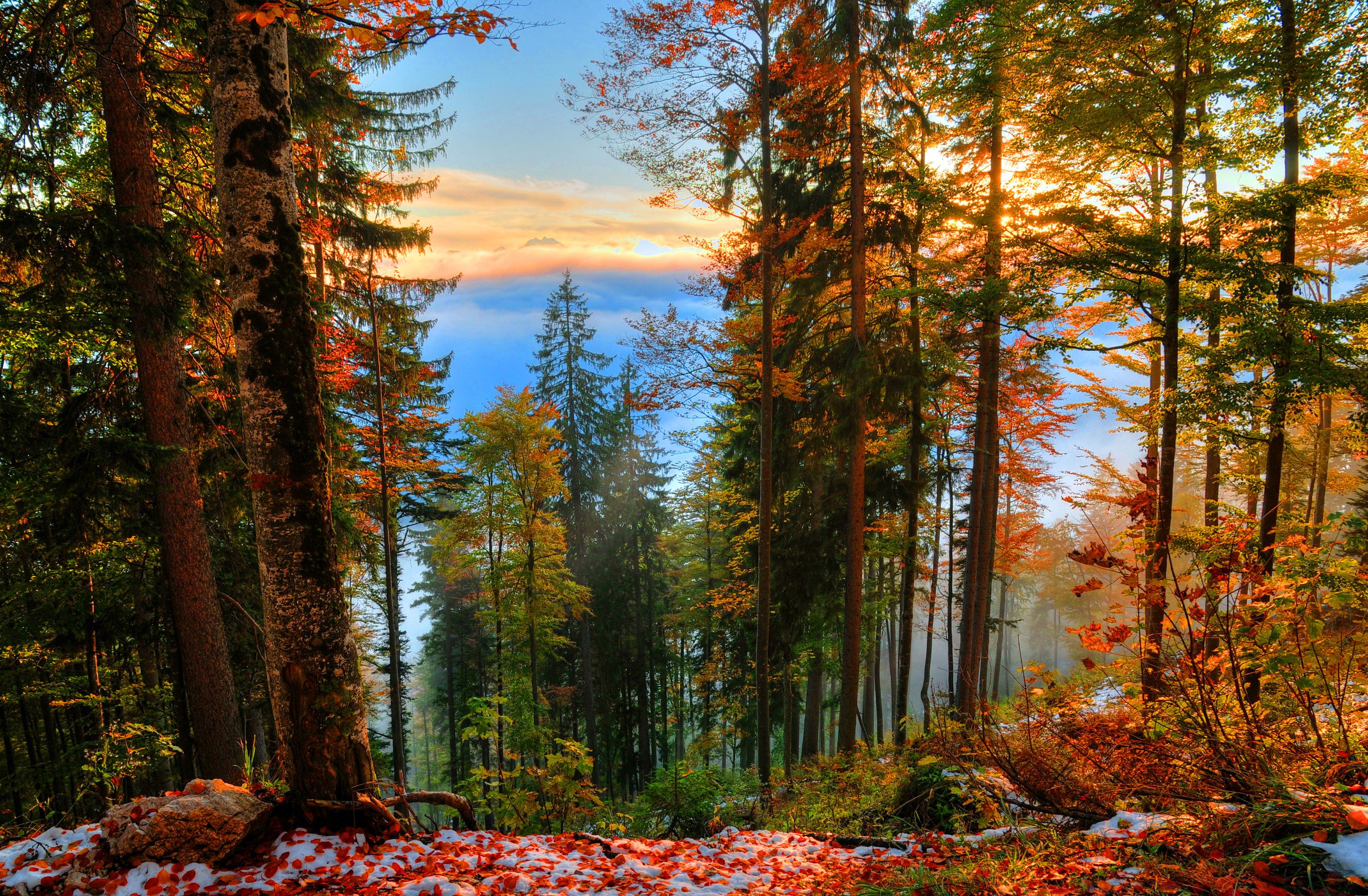 Laden Sie das Herbst, Schnee, Wald, Blatt, Erde/natur-Bild kostenlos auf Ihren PC-Desktop herunter