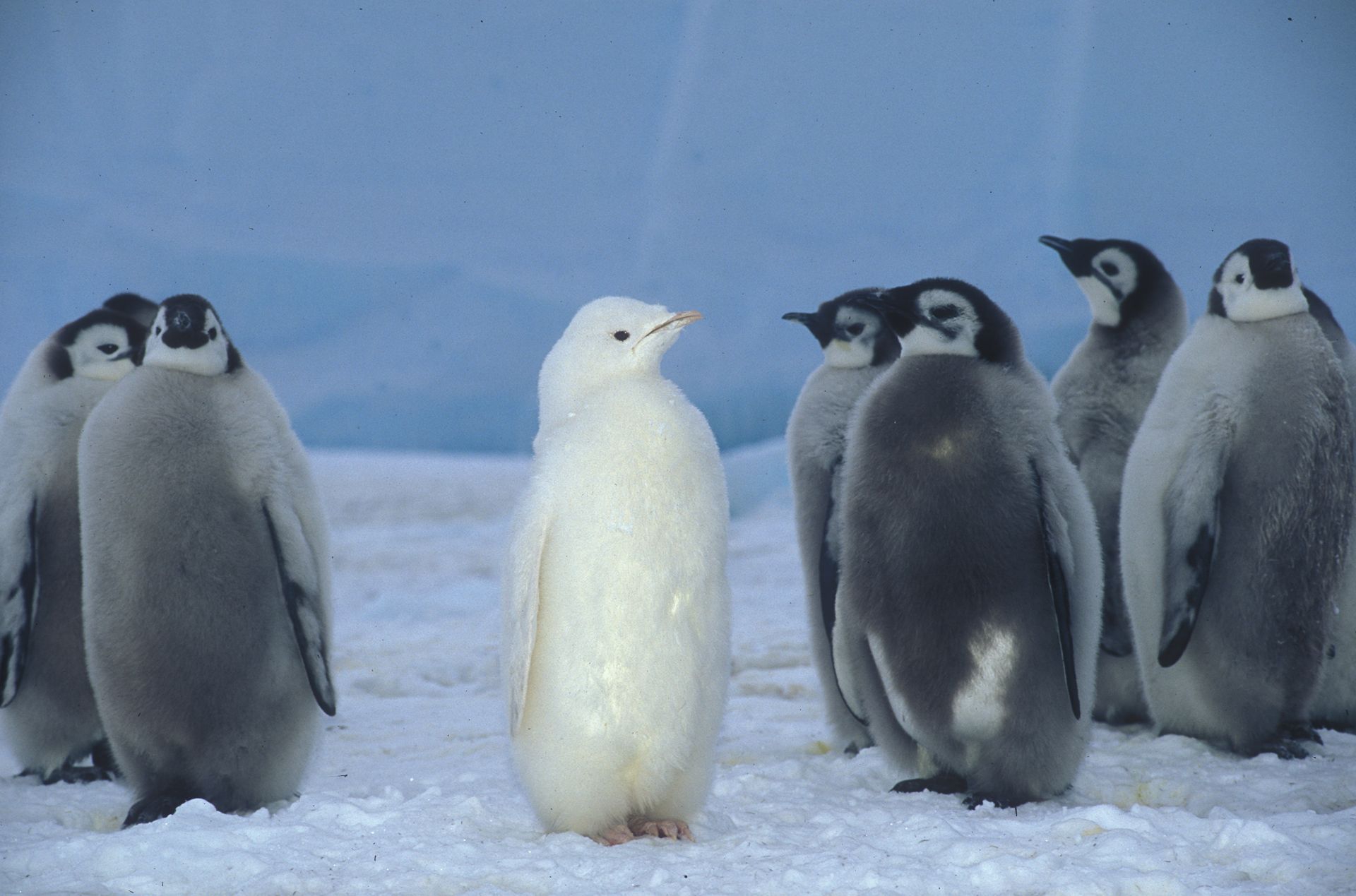 416199 descargar imagen animales, pingüino, albino, pingüino emperador, aves: fondos de pantalla y protectores de pantalla gratis