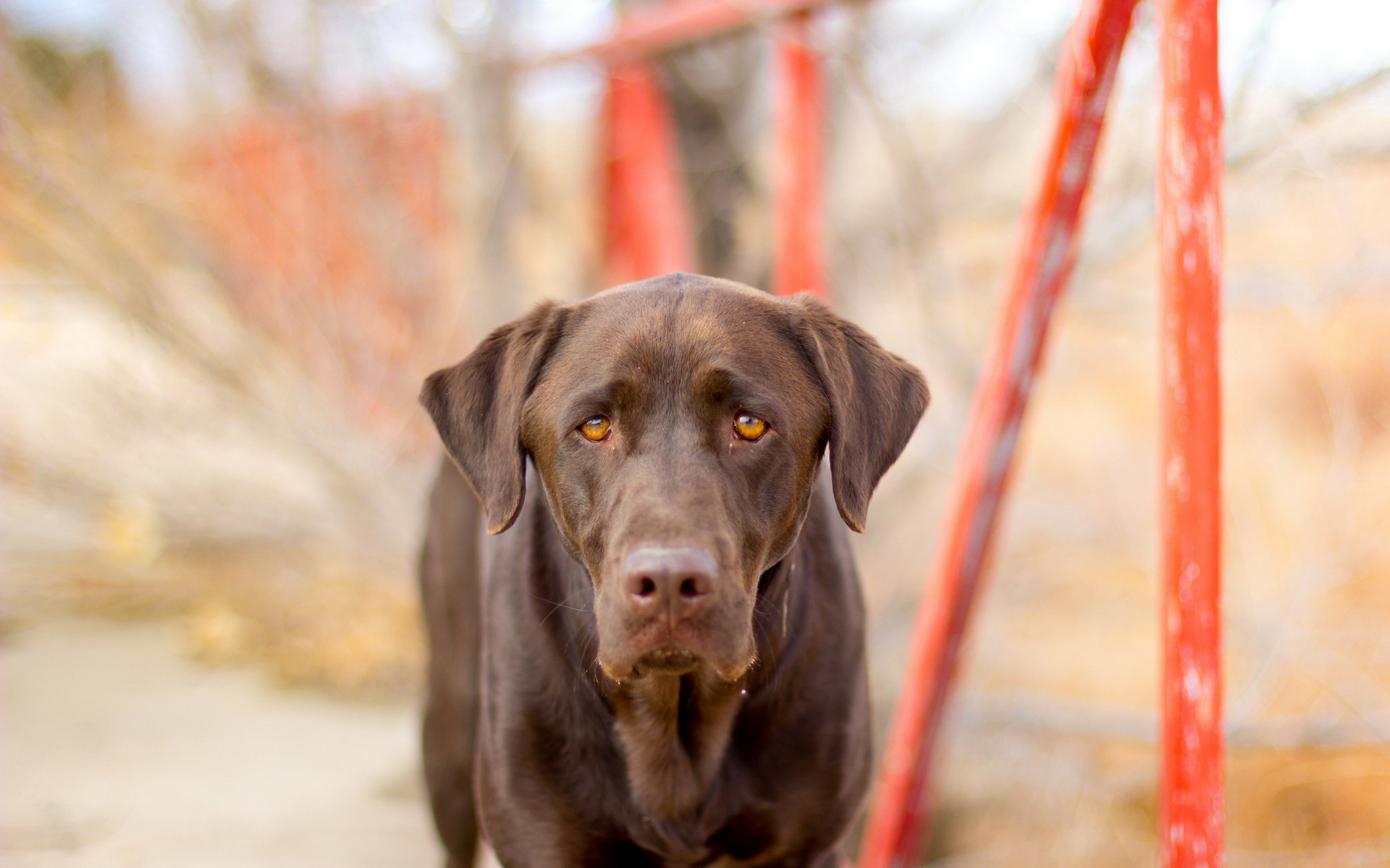 Handy-Wallpaper Tiere, Hunde, Hund kostenlos herunterladen.