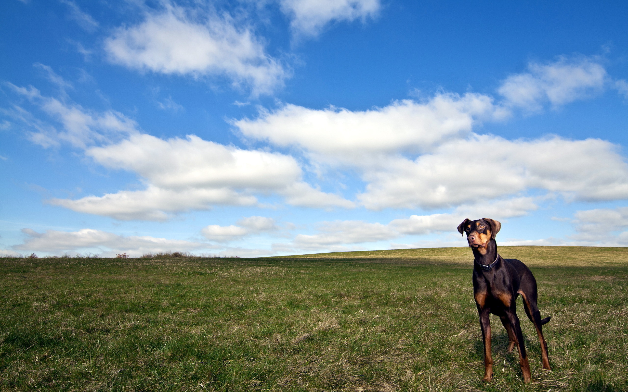 296067 Bildschirmschoner und Hintergrundbilder Hunde auf Ihrem Telefon. Laden Sie  Bilder kostenlos herunter