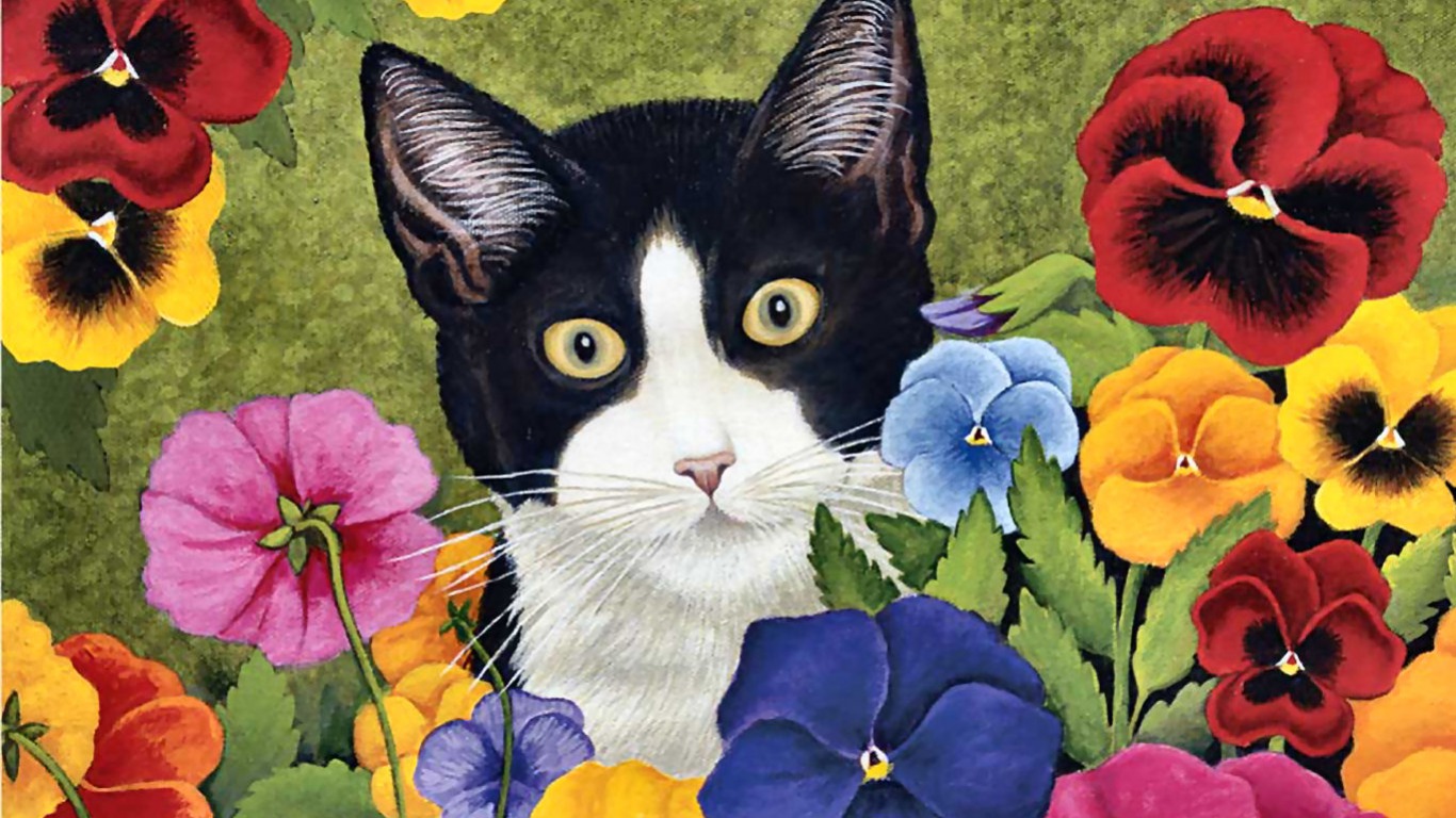 Скачать картинку Кошка, Животные, Кошки, Цветок в телефон бесплатно.