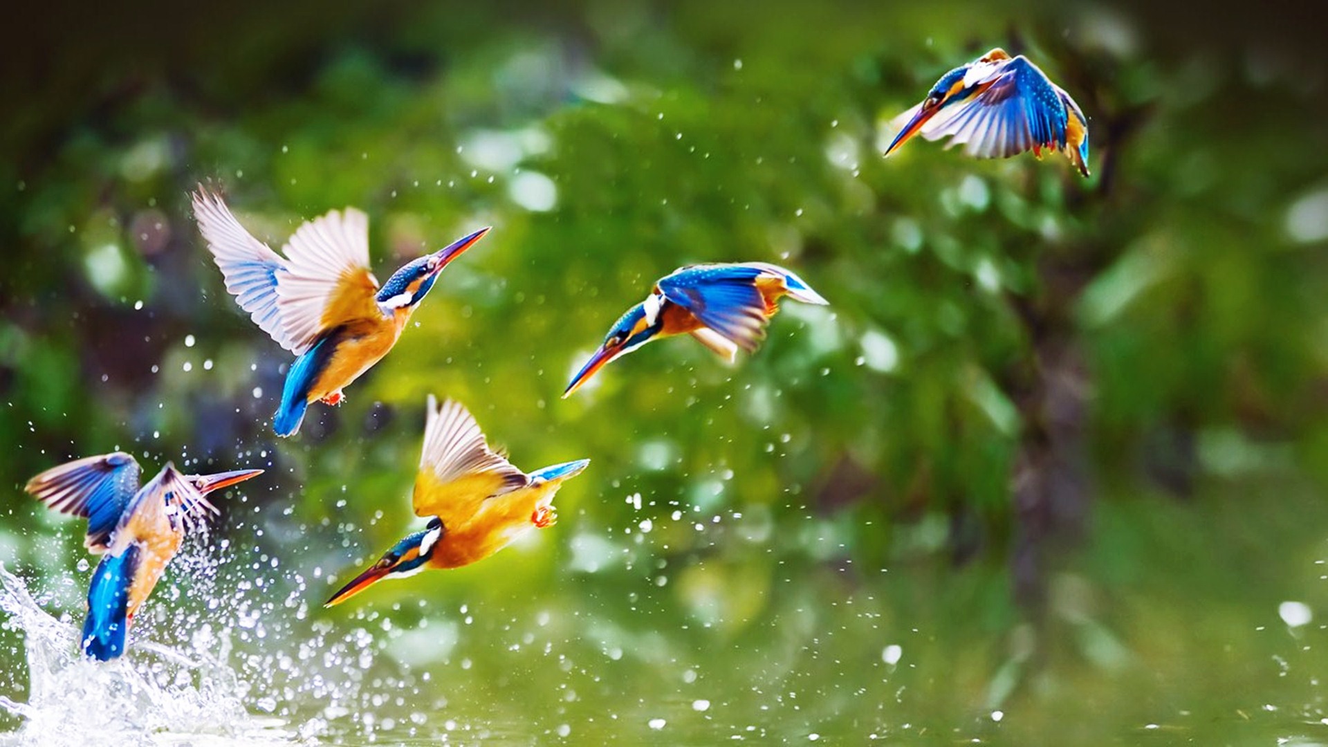 Download mobile wallpaper Bird, Animal, Kingfisher for free.