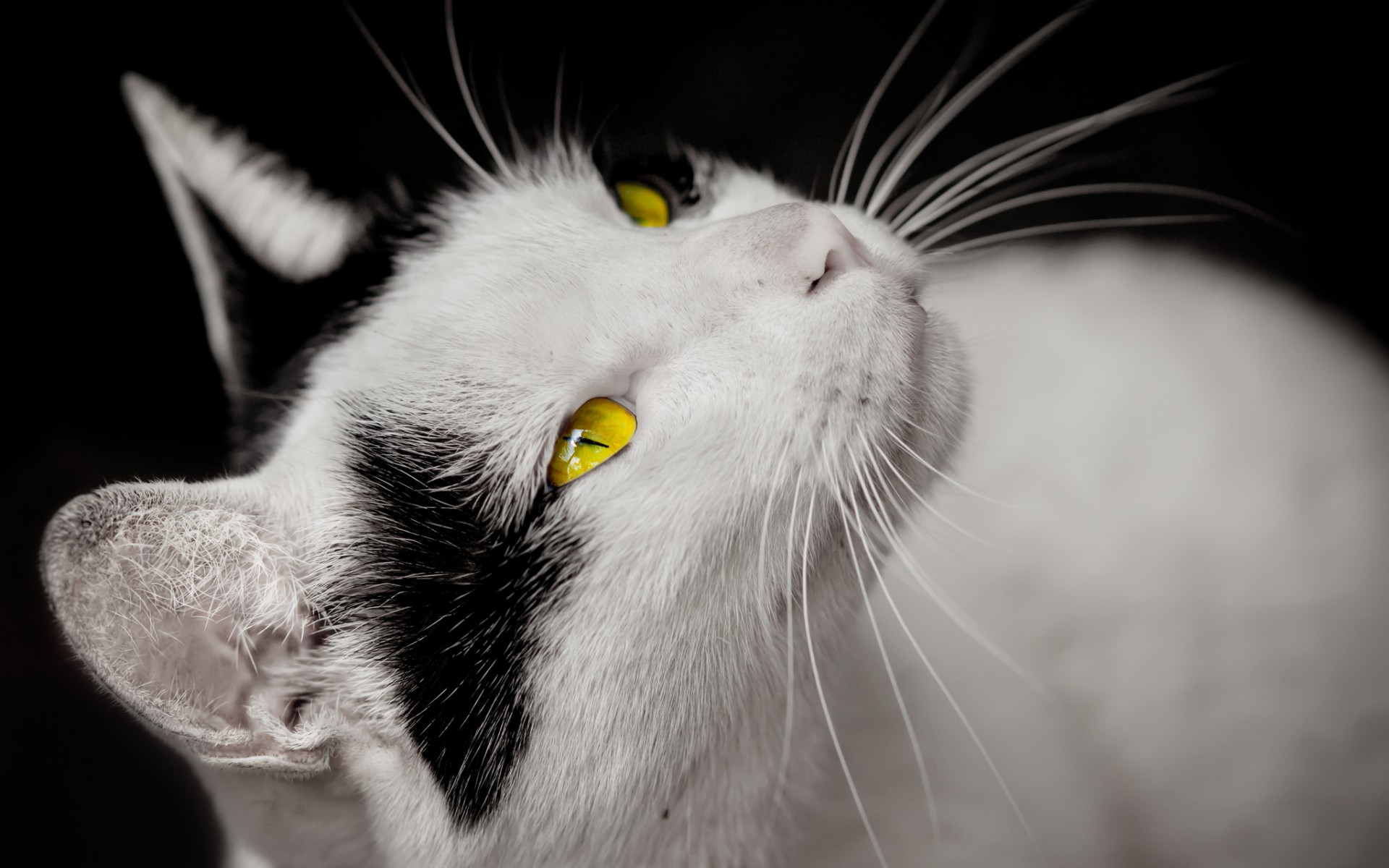 Free download wallpaper Cat, Animal on your PC desktop