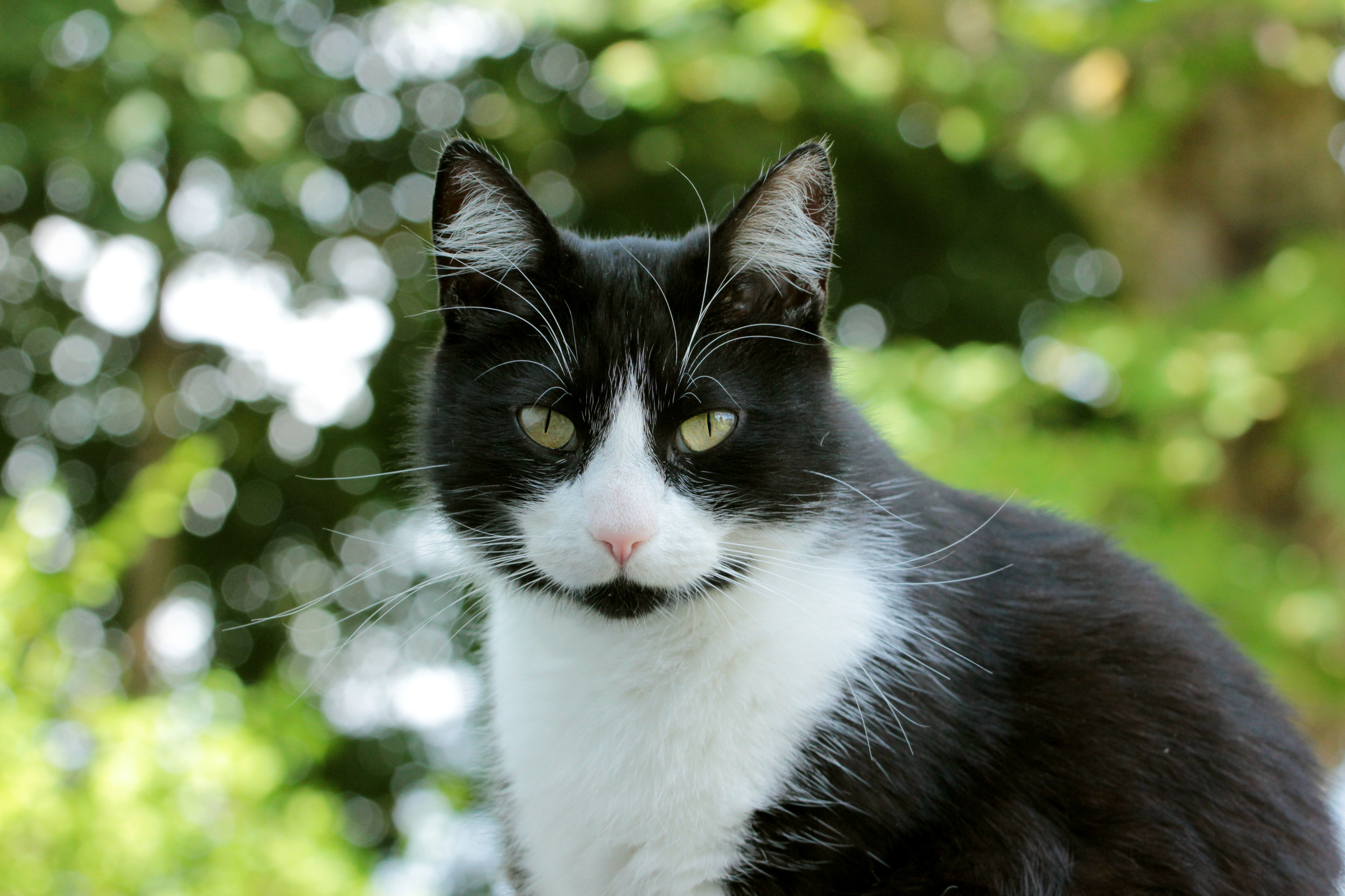 Handy-Wallpaper Tiere, Katzen, Katze, Bokeh, Starren kostenlos herunterladen.