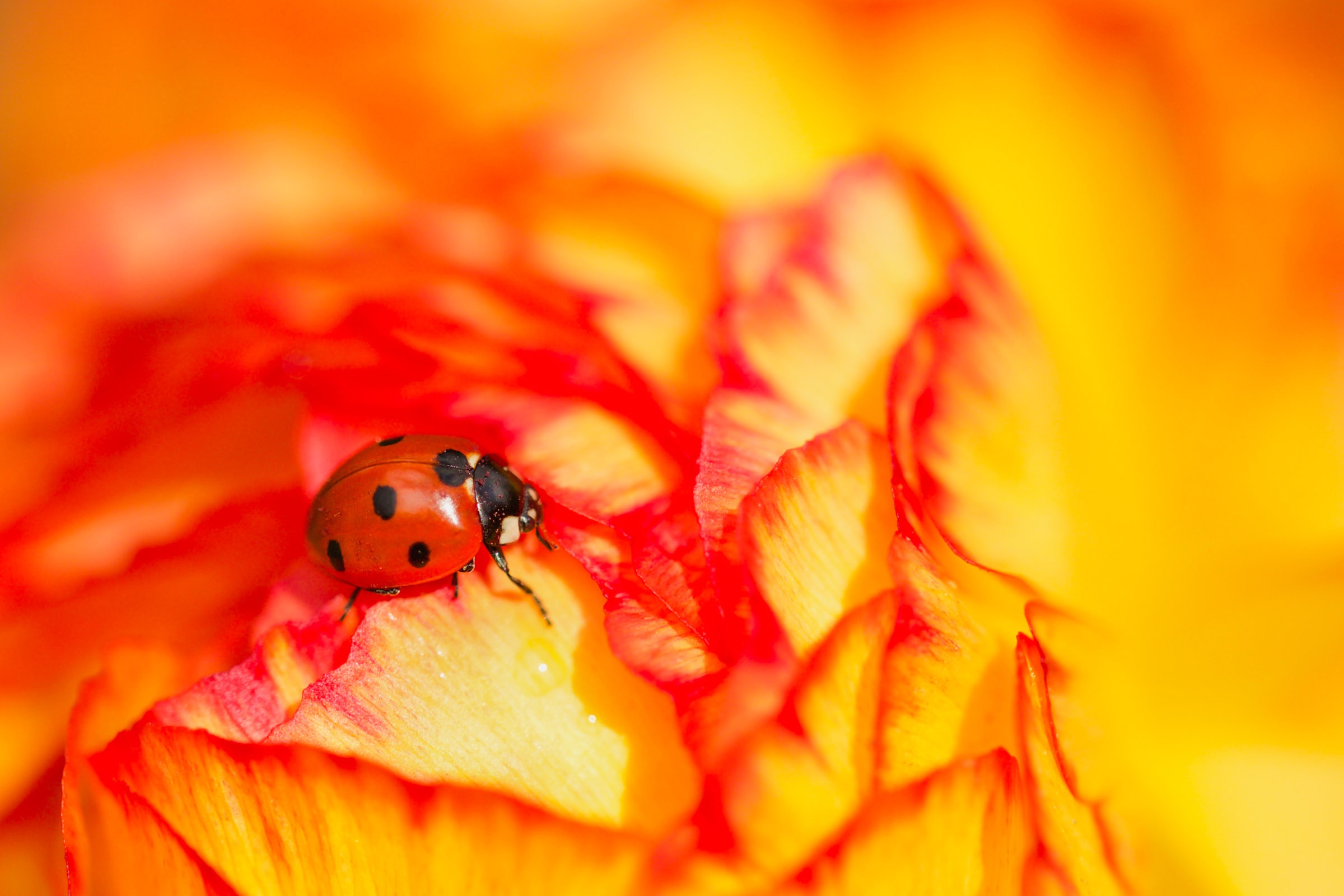 Free download wallpaper Flower, Macro, Insect, Animal, Ladybug on your PC desktop