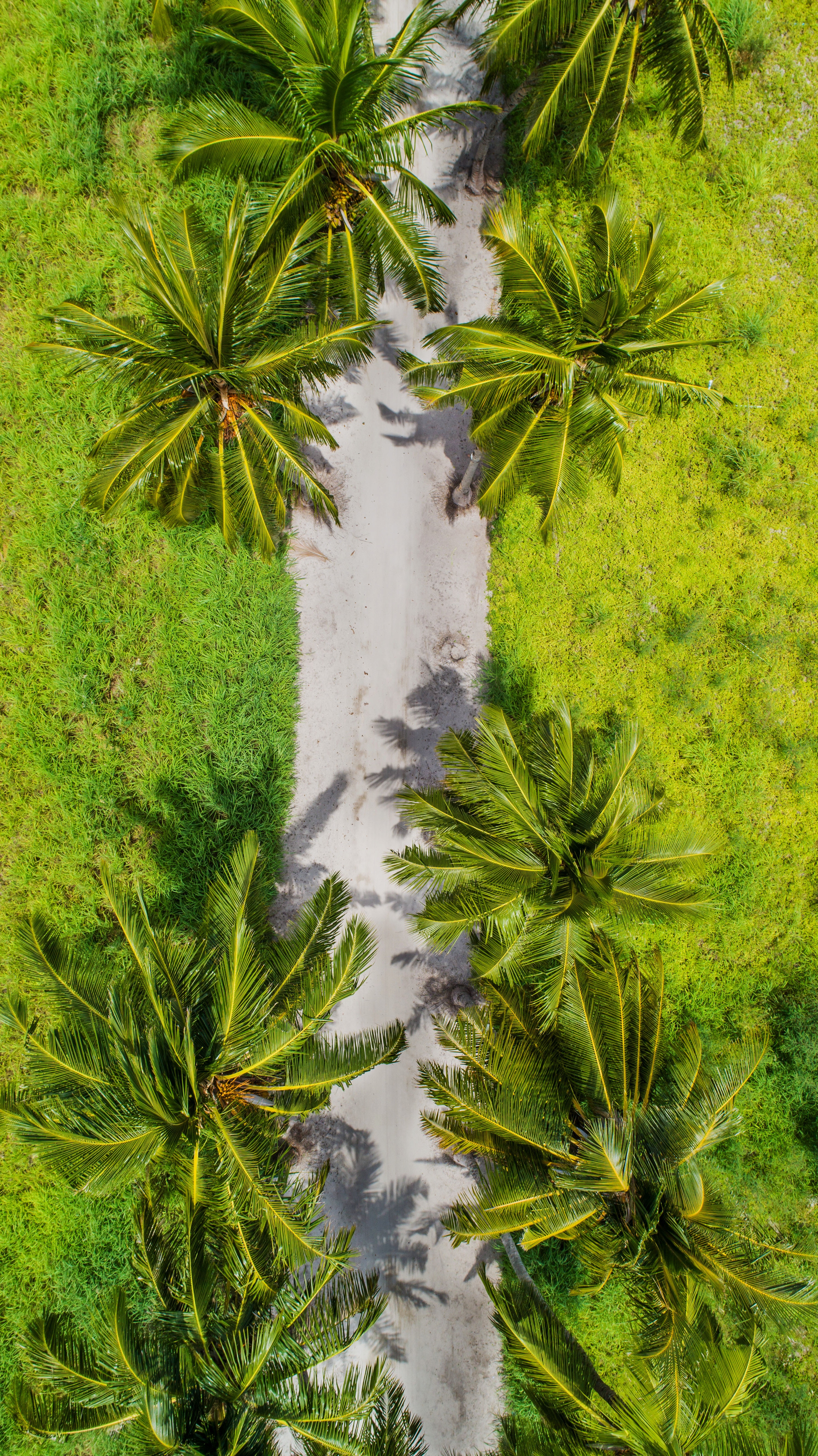 Download mobile wallpaper Tropics, Path, View From Above, Nature, Palms for free.