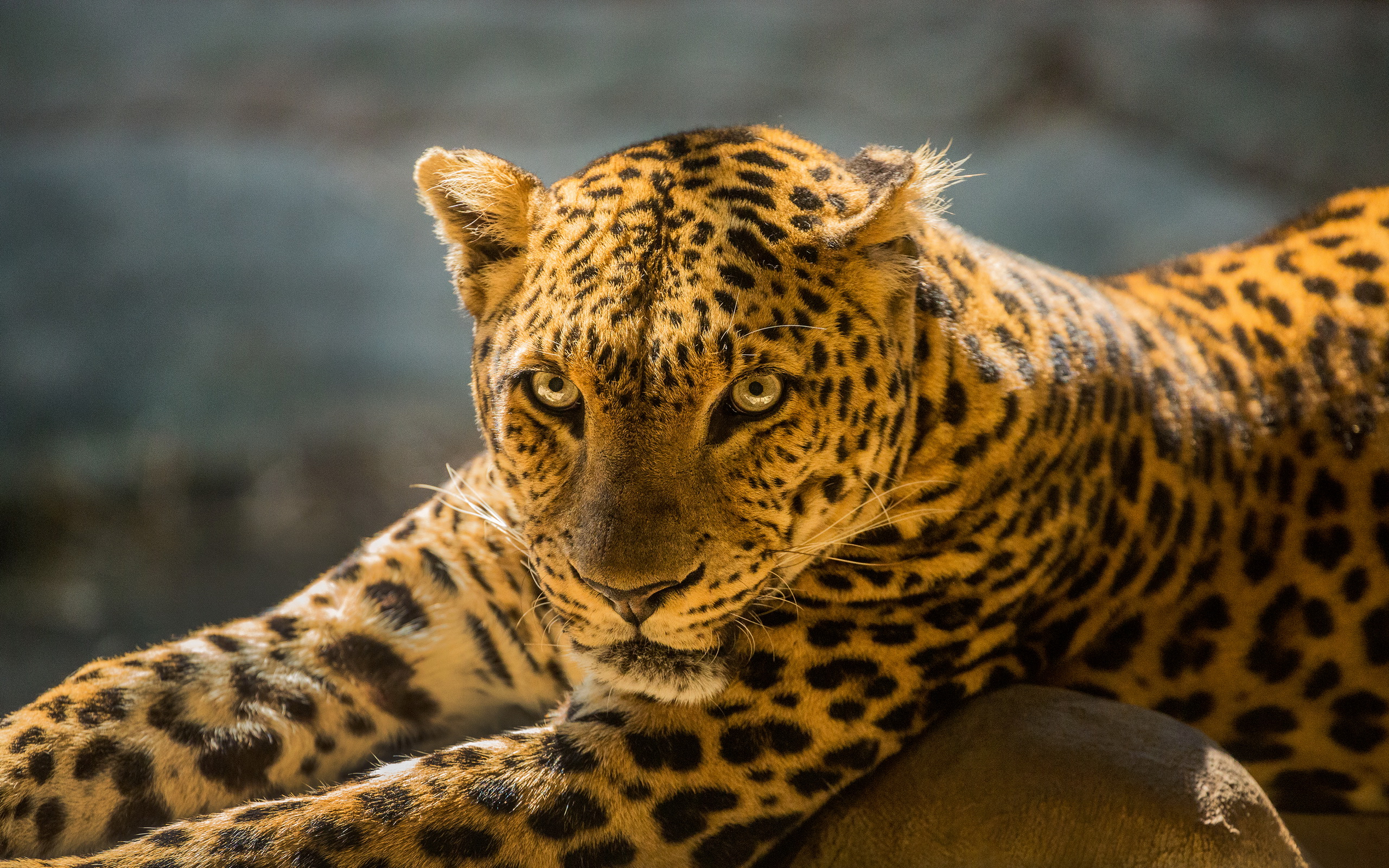 Download mobile wallpaper Cats, Leopard, Animal for free.