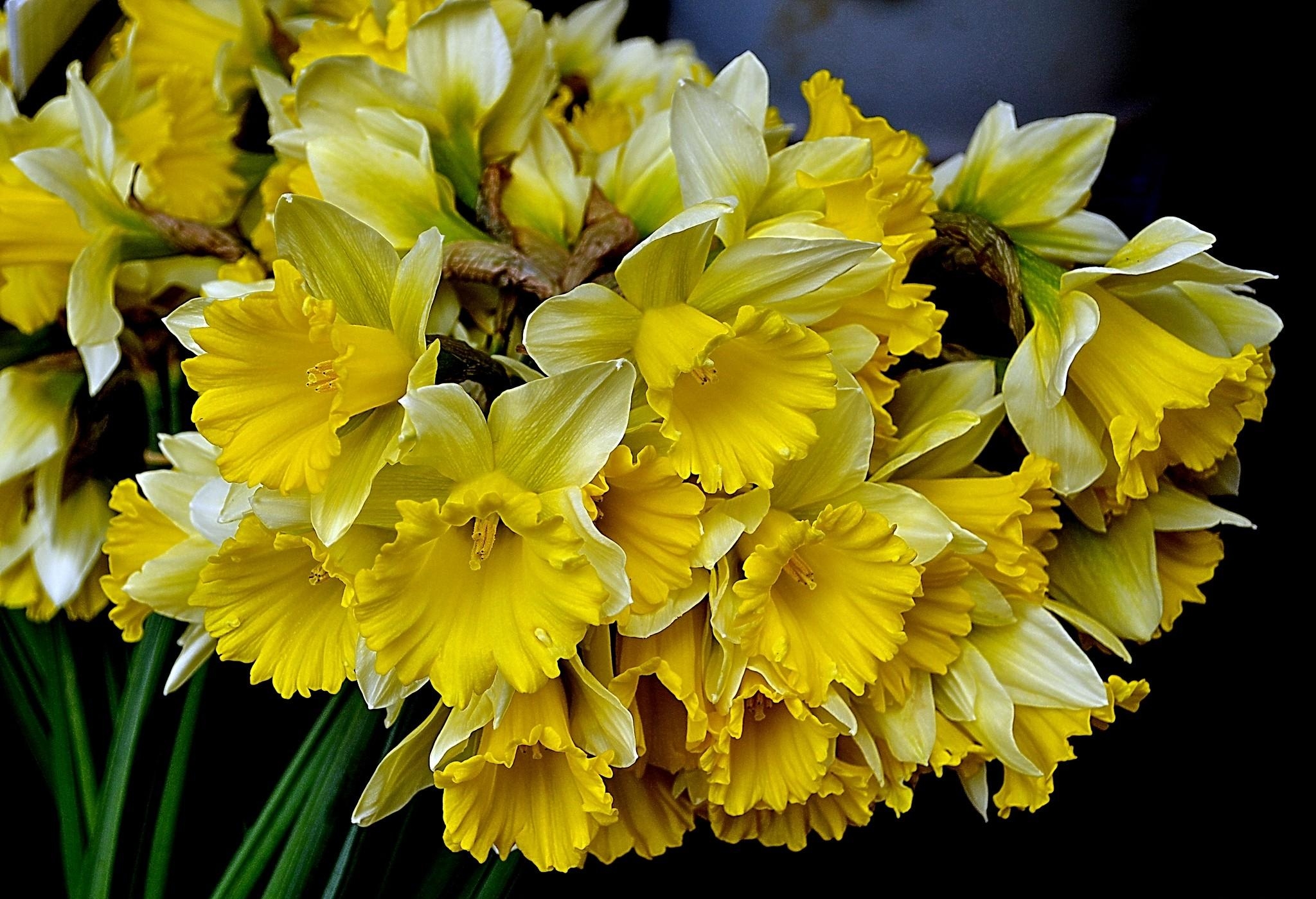 spring, bouquet, flowers, narcissussi, yellow