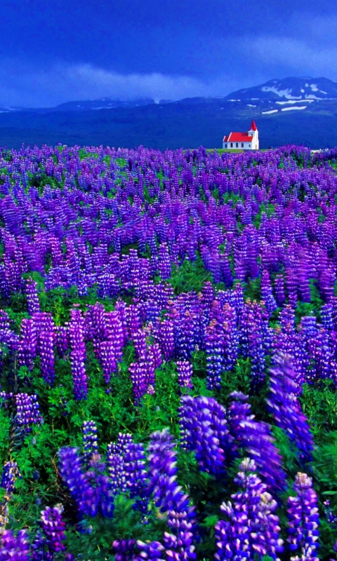 Download mobile wallpaper Flower, Field, Spring, Church, Chapel, Lupine, Purple Flower, Religious for free.