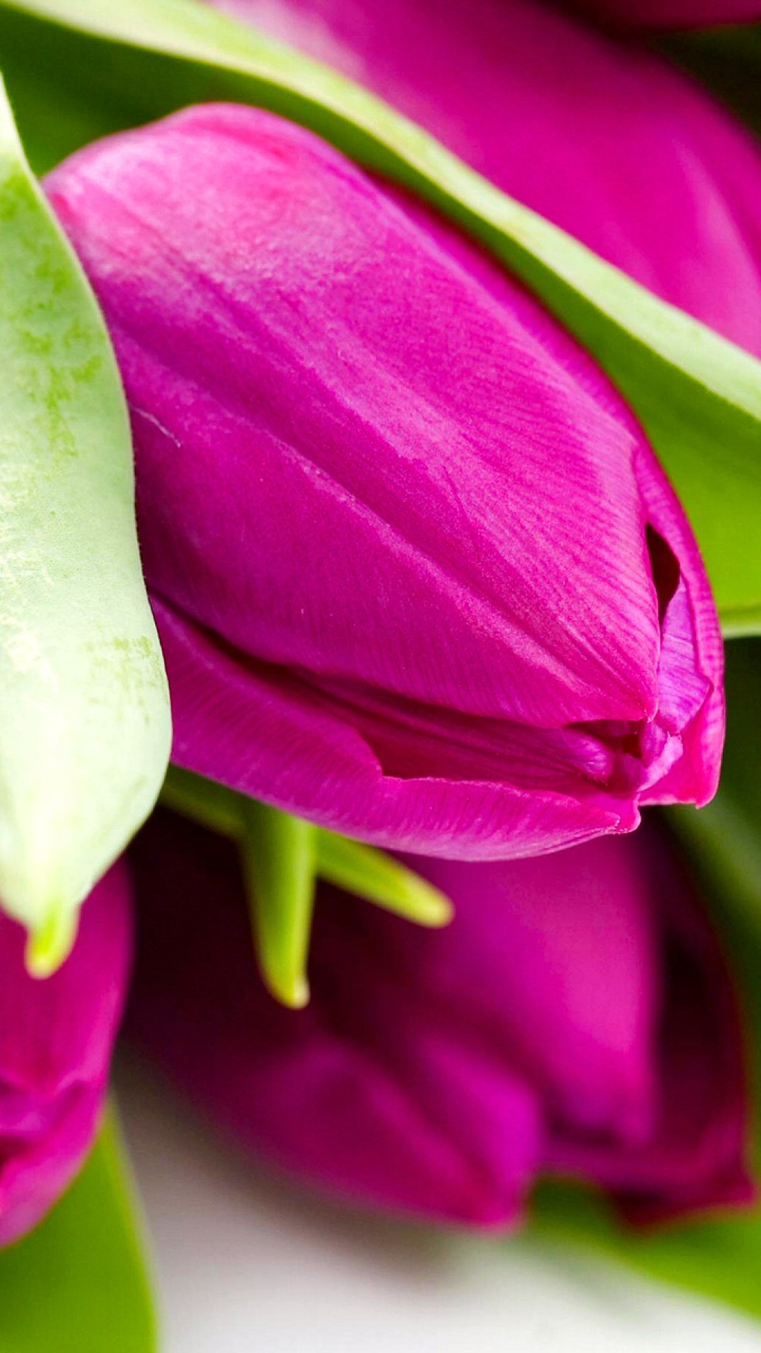 Descarga gratuita de fondo de pantalla para móvil de Flores, Flor, Tulipán, Tierra/naturaleza.