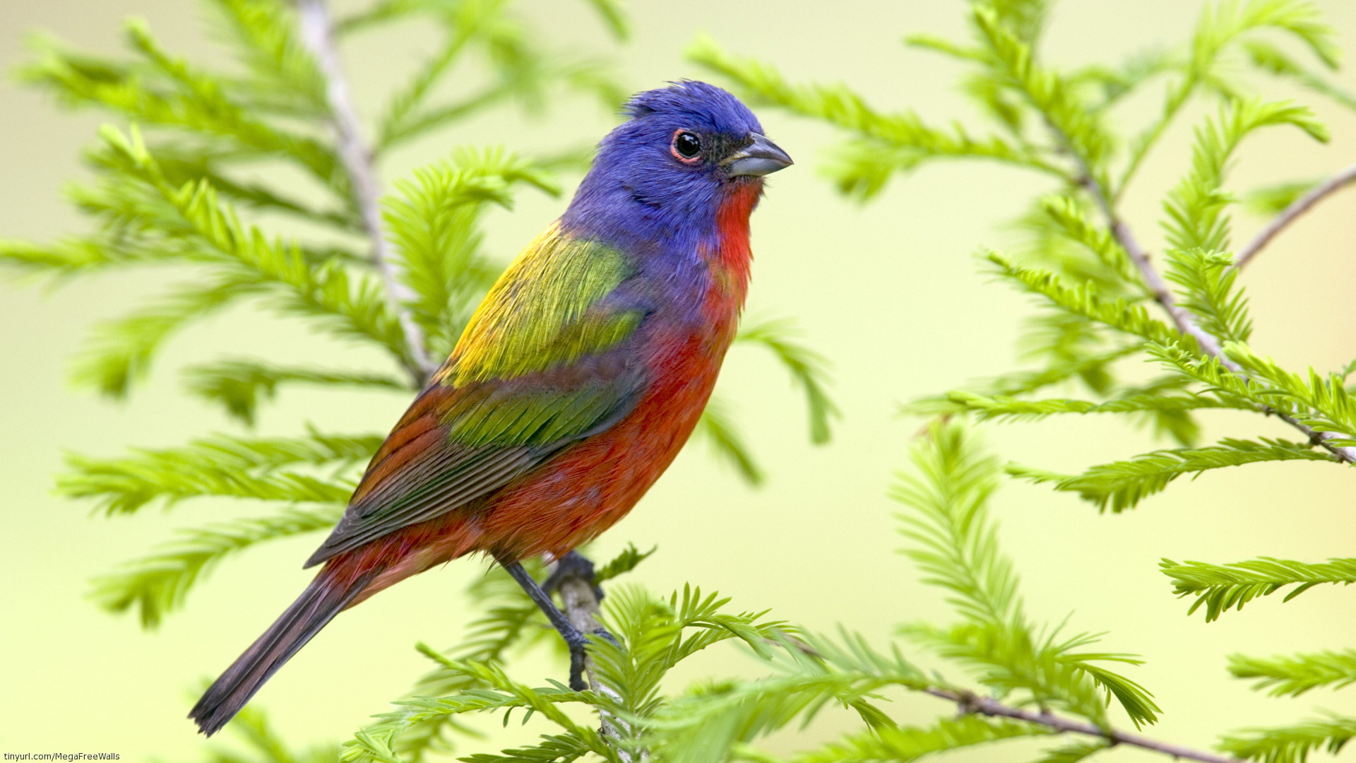 Free download wallpaper Bird, Animal on your PC desktop