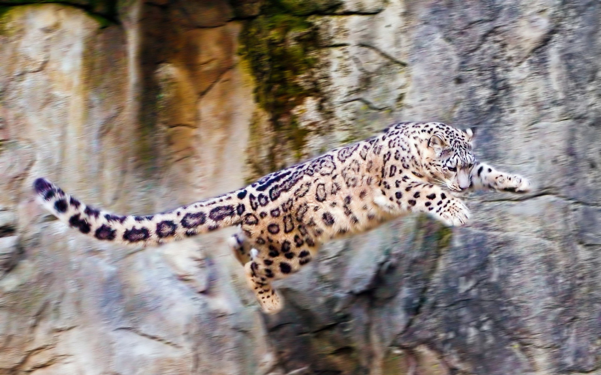 Download mobile wallpaper Snow Leopard, Animal for free.