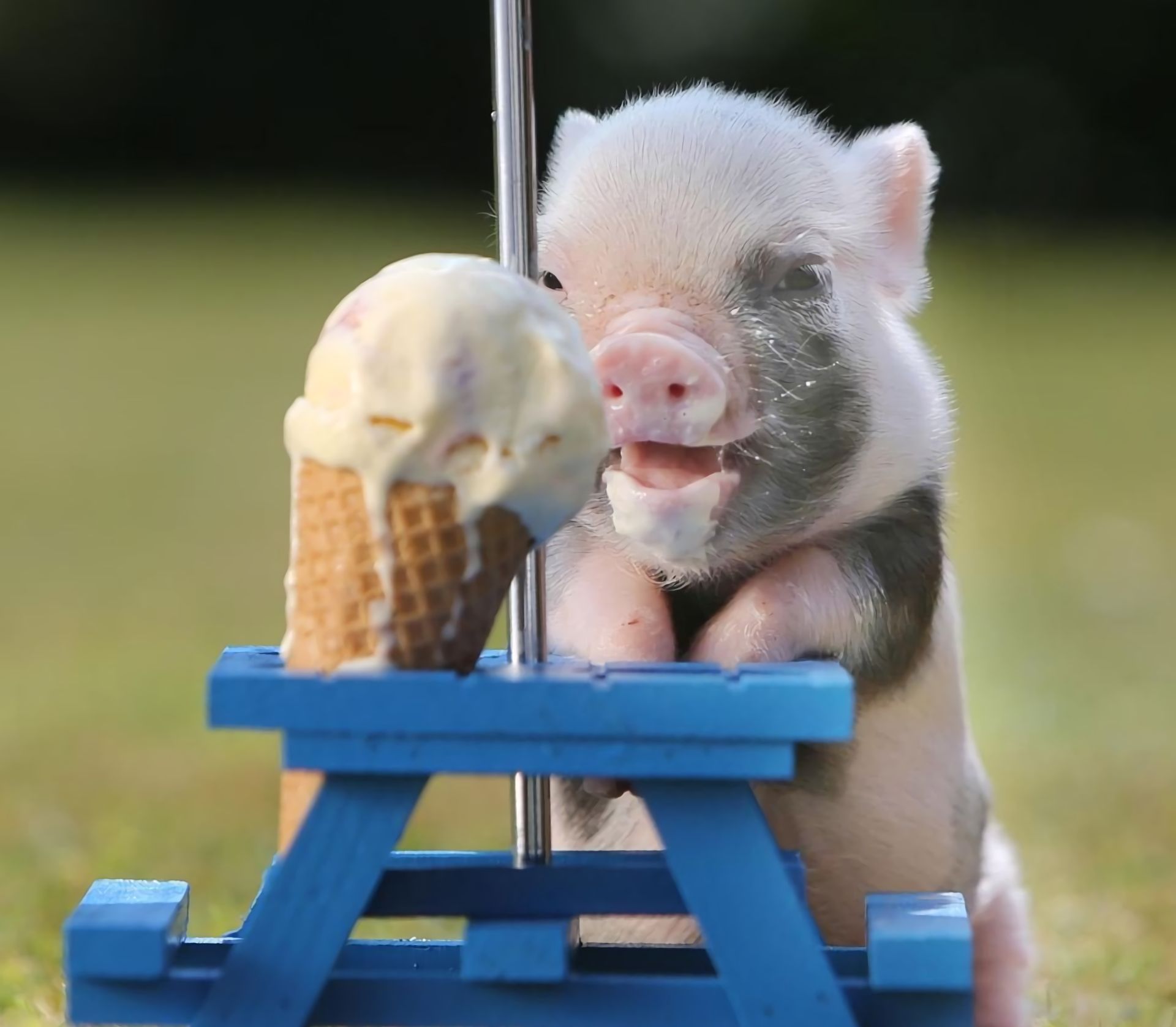 760159 скачать обои животные, свинья, детеныш животного, милые, мороженое - заставки и картинки бесплатно