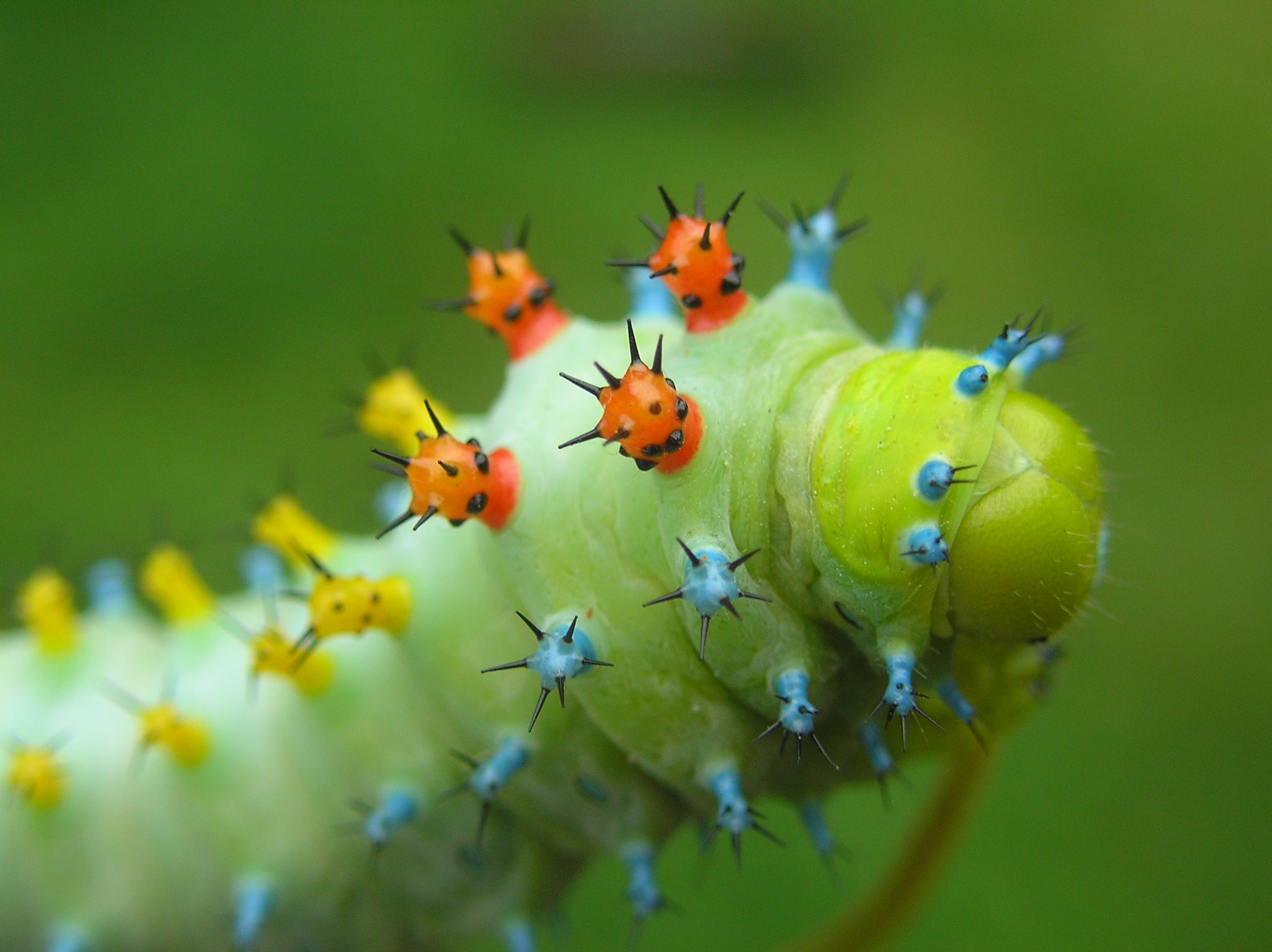 macro, insect, crawl, caterpillar