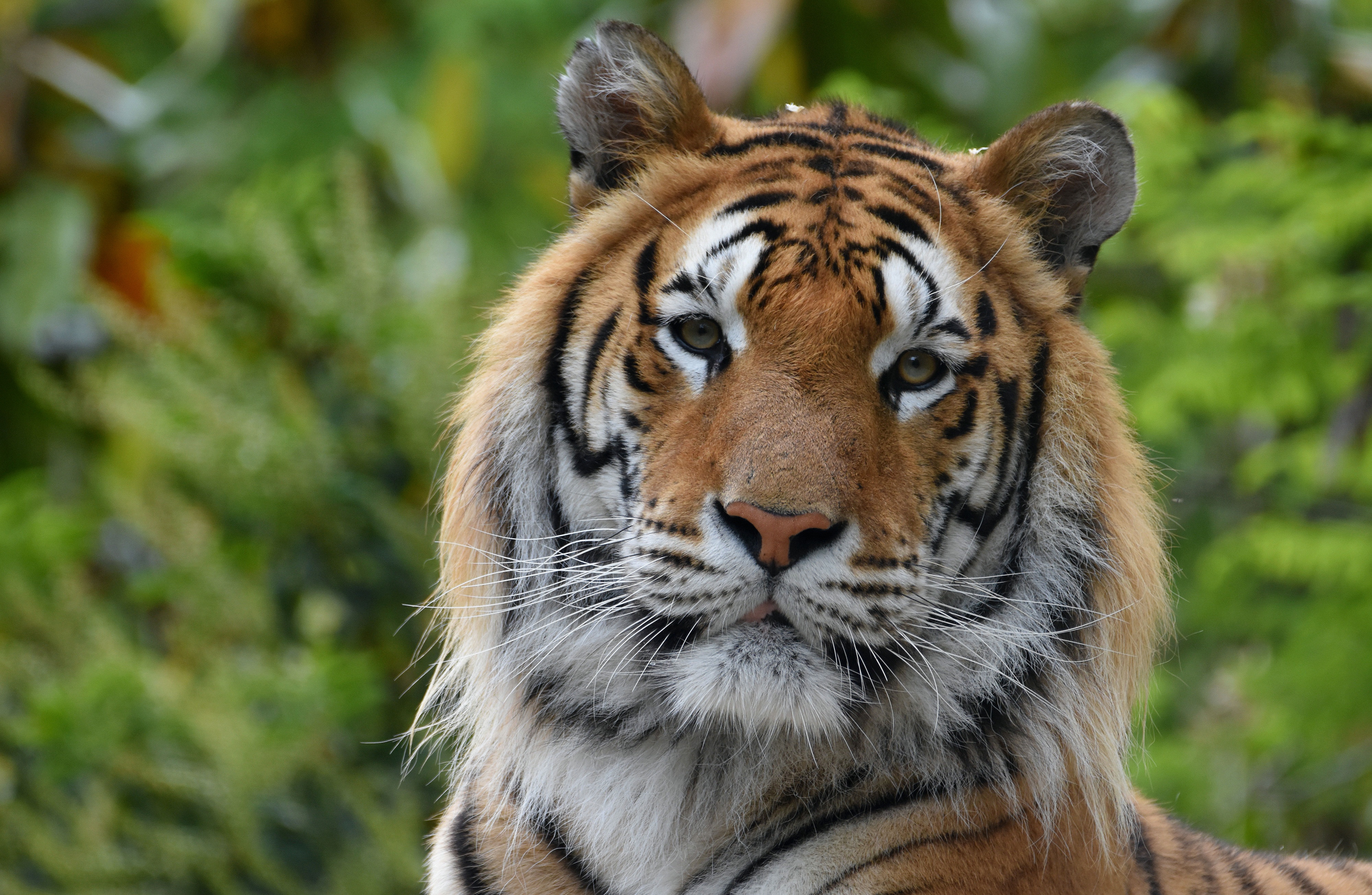 Téléchargez gratuitement l'image Animaux, Chats, Tigre sur le bureau de votre PC