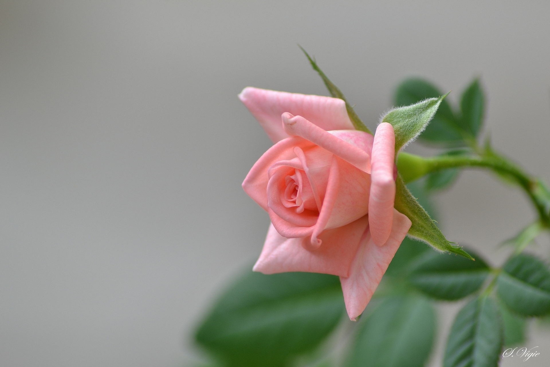 Laden Sie das Blumen, Rose, Erde/natur-Bild kostenlos auf Ihren PC-Desktop herunter