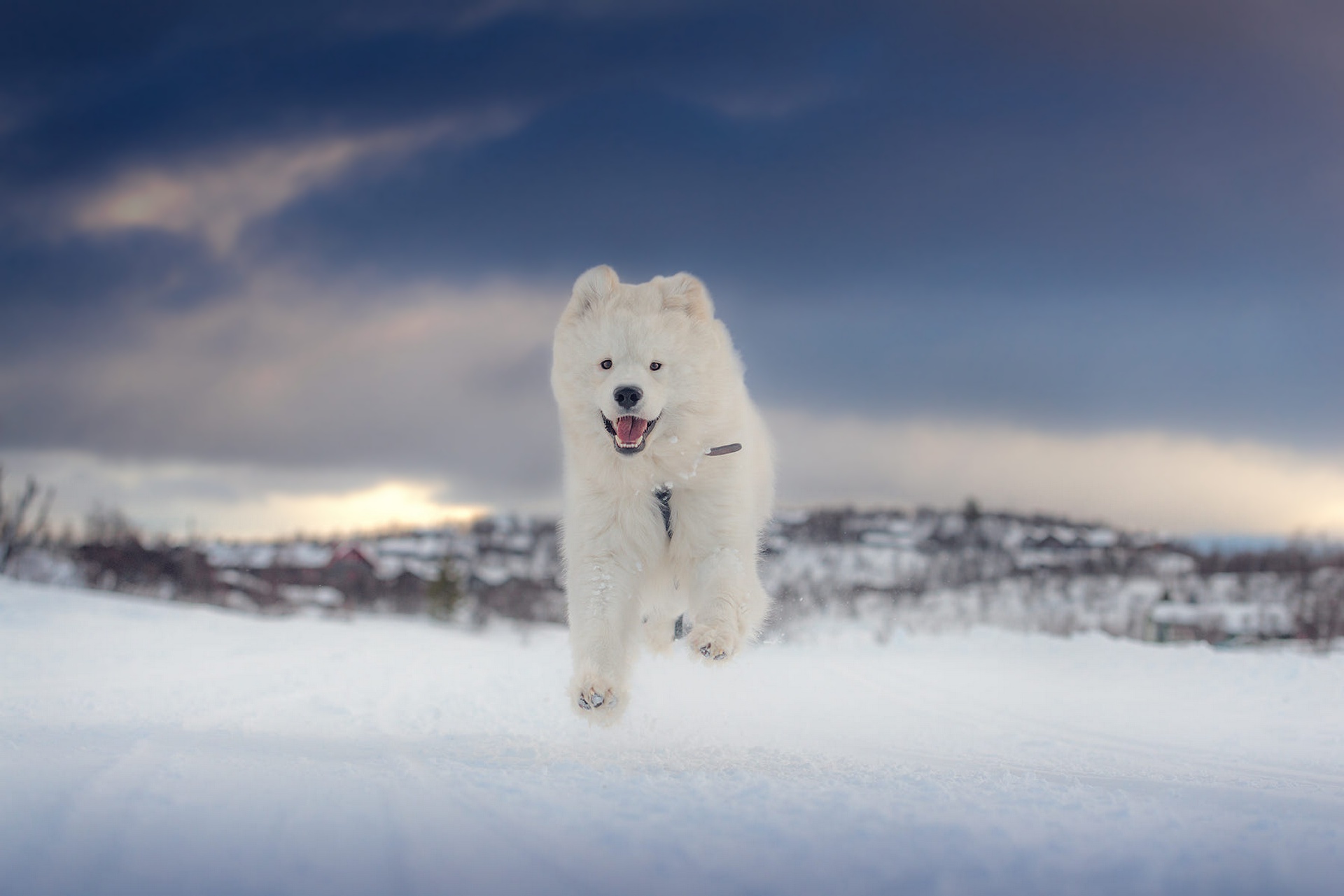 無料モバイル壁紙動物, 冬, 雪, 犬, サモエドをダウンロードします。