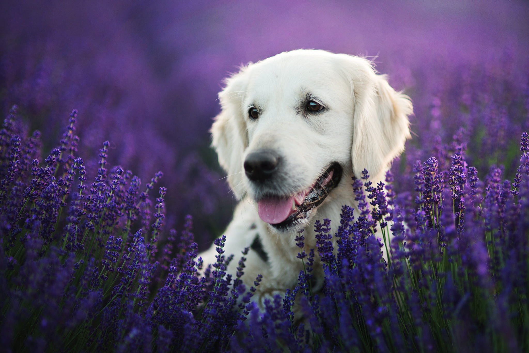 PCデスクトップに動物, 犬, ラベンダー, ラブラドール・レトリバー, 紫色の花画像を無料でダウンロード