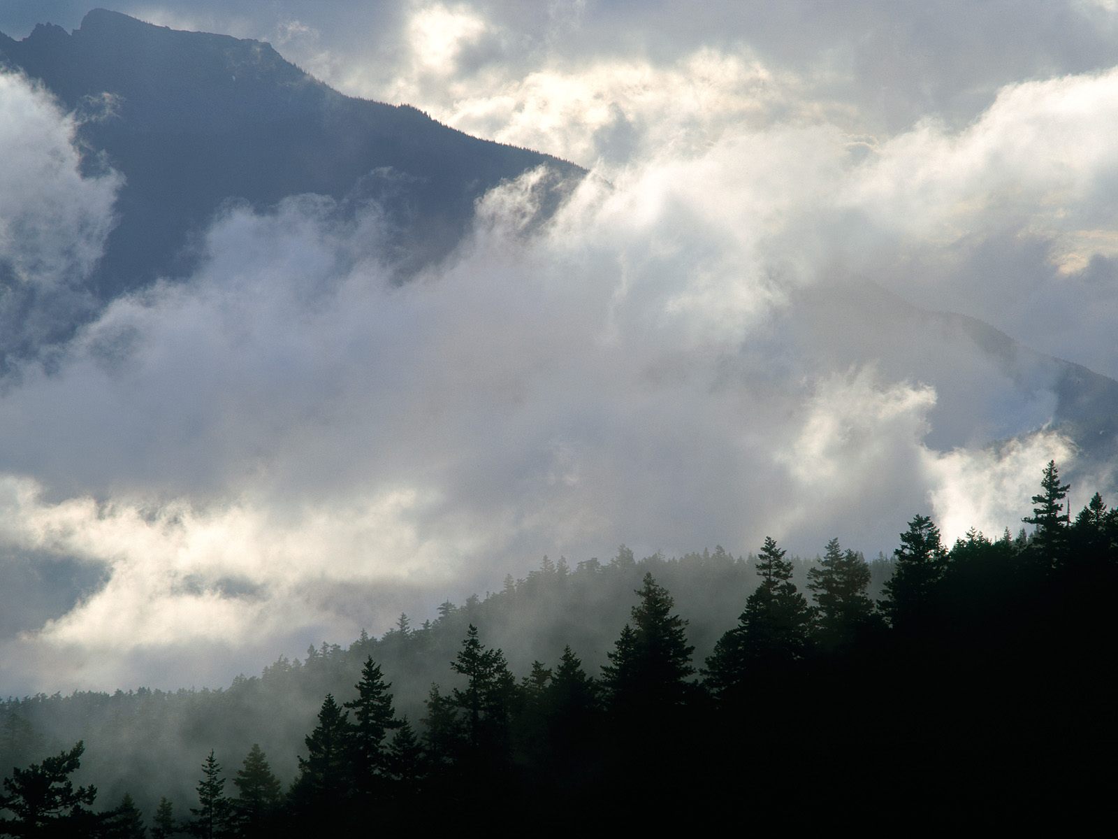 1081147 Fonds d'écran et Forêt images sur le bureau. Téléchargez les économiseurs d'écran  sur PC gratuitement