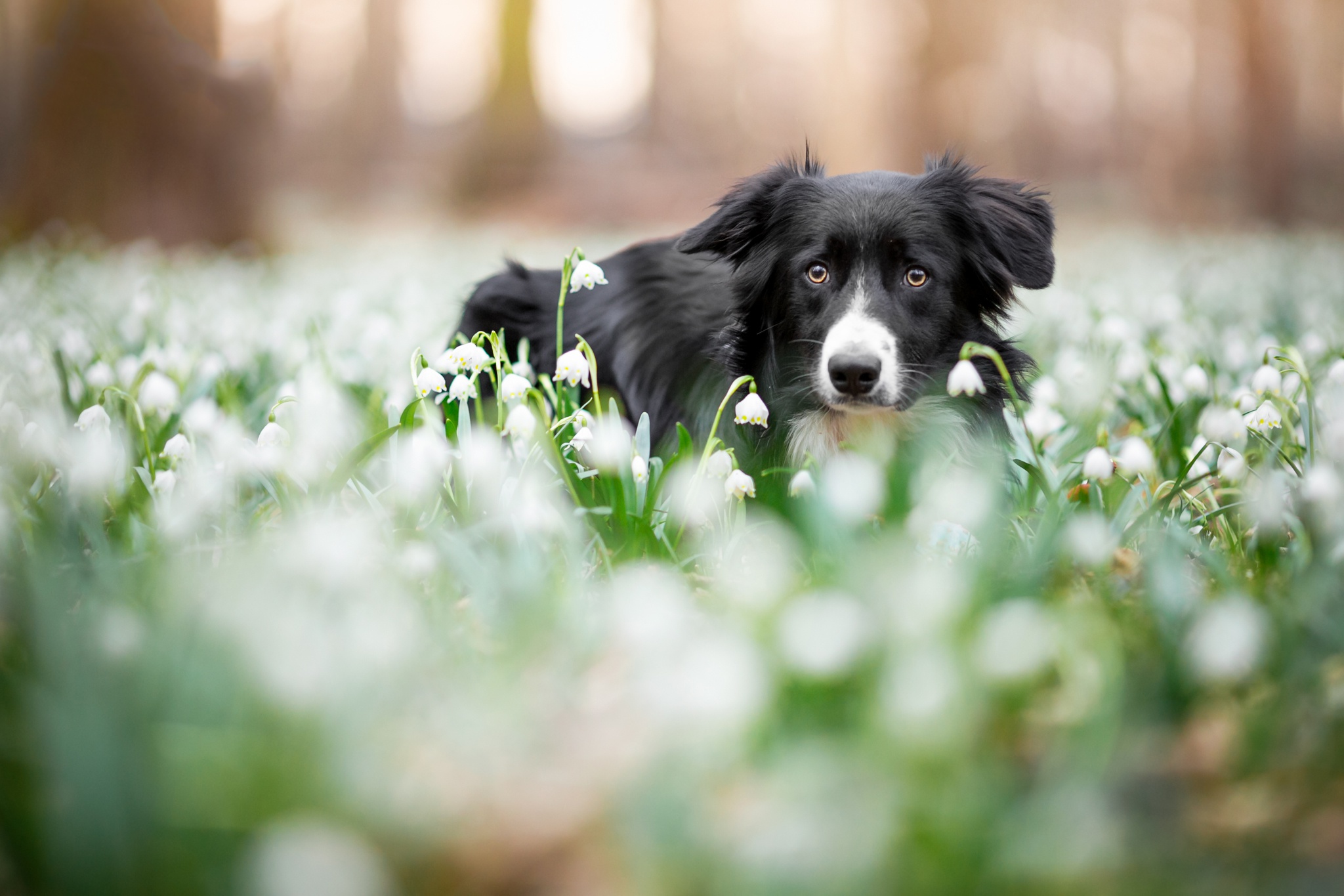 Laden Sie das Tiere, Hunde, Schneeglöckchen, Hund, Border Collie, Weiße Blume-Bild kostenlos auf Ihren PC-Desktop herunter