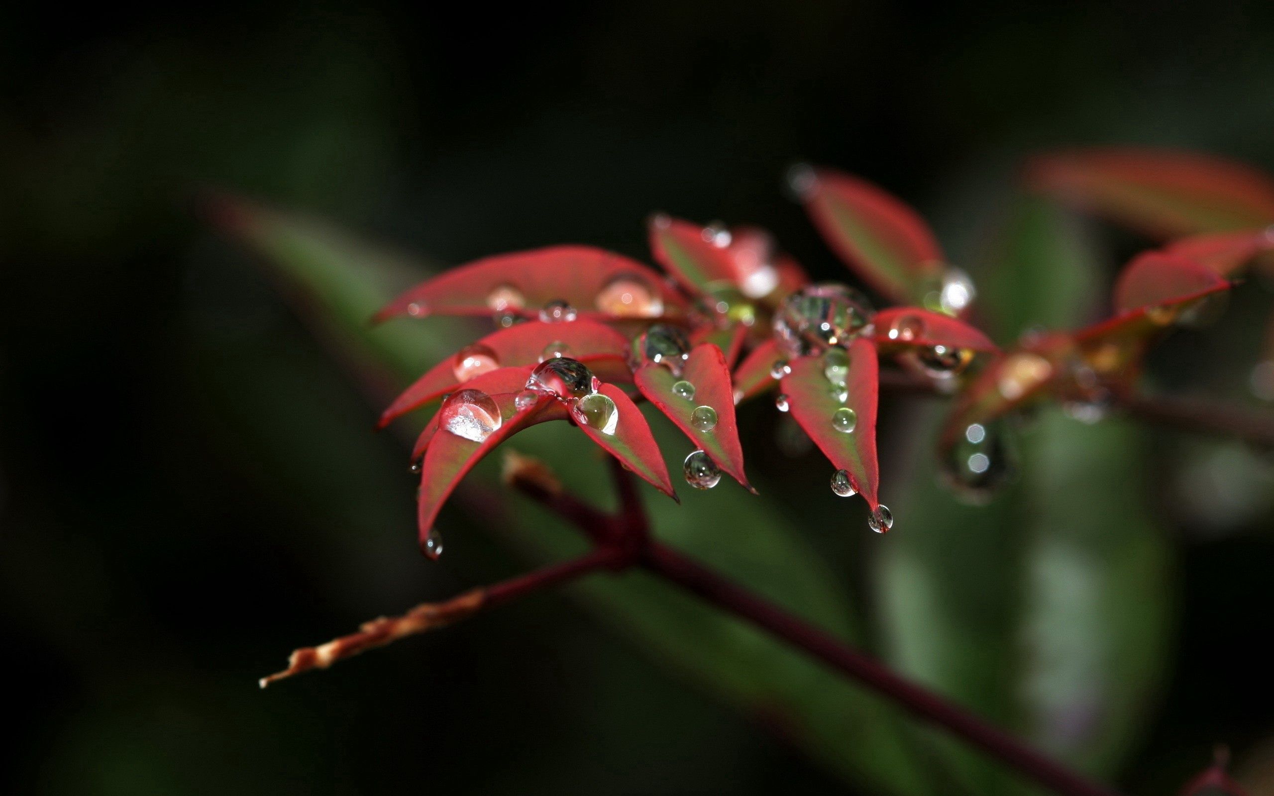 leaves, drops, plant, macro, branch wallpapers for tablet
