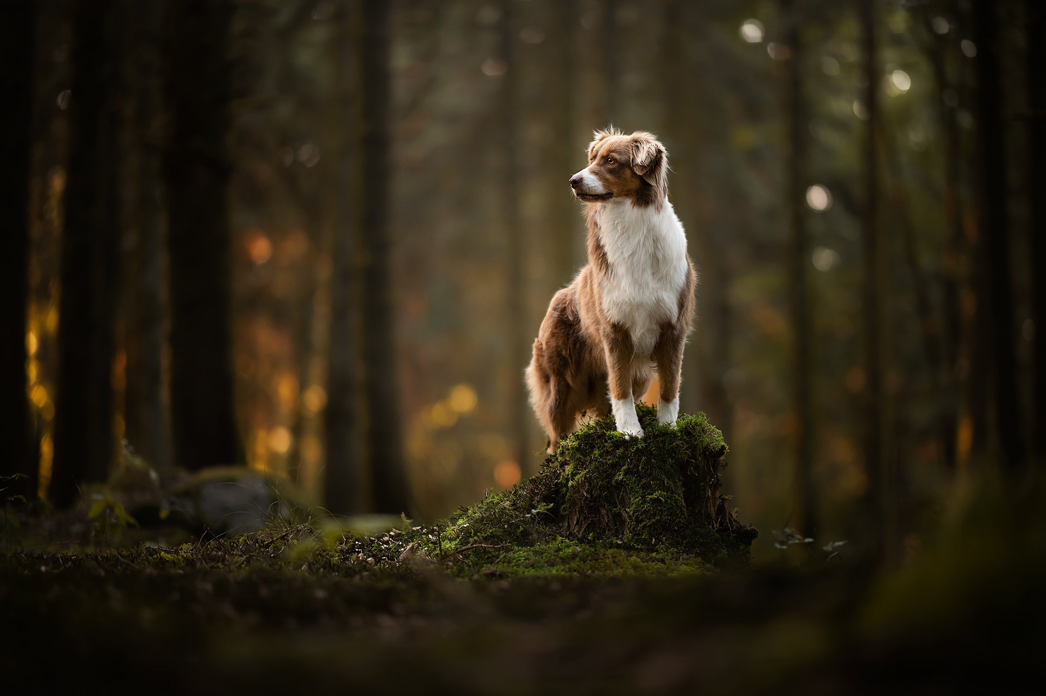 animal, border collie, dog, forest, moss, stump, dogs