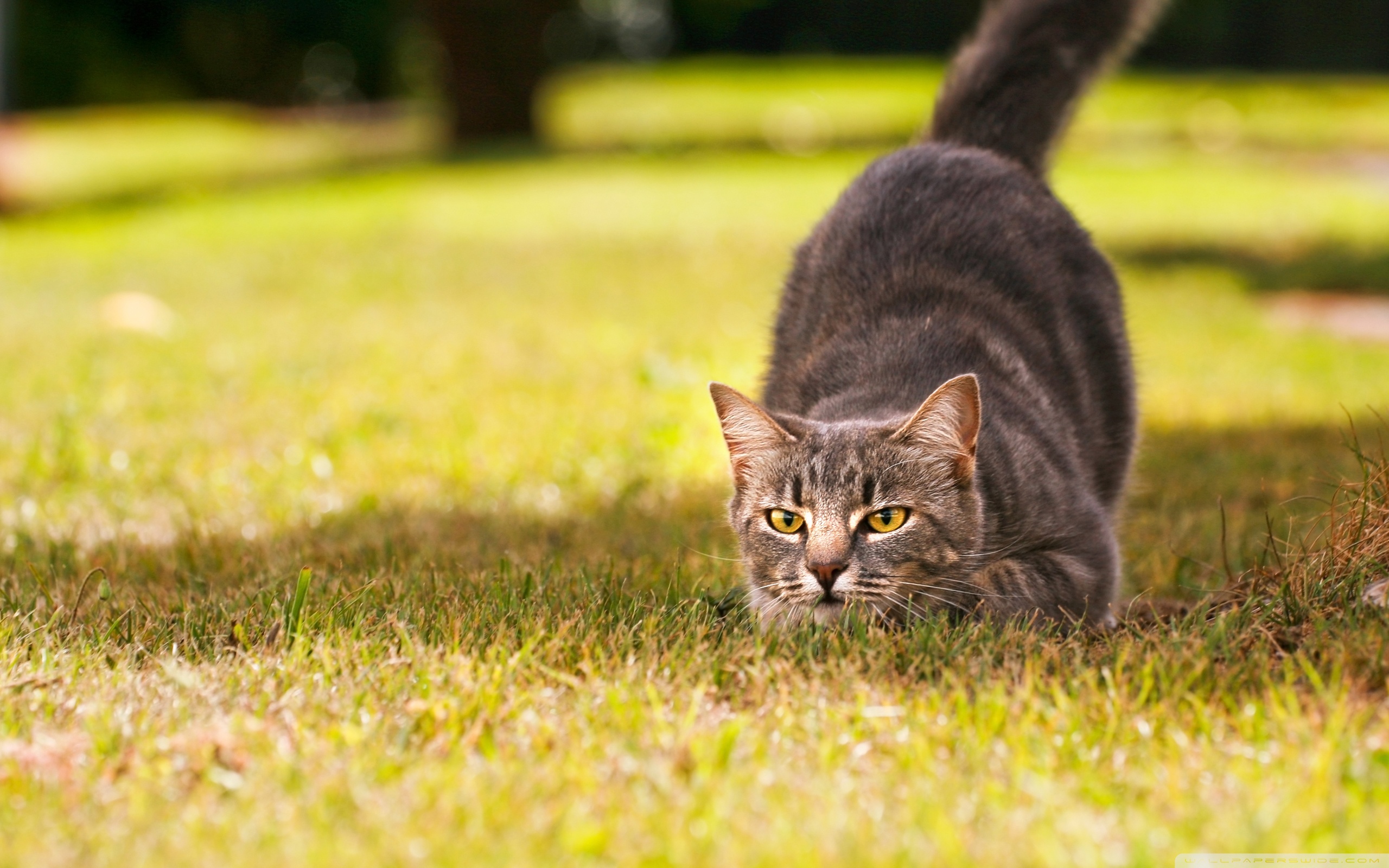 Descarga gratuita de fondo de pantalla para móvil de Animales, Gato.